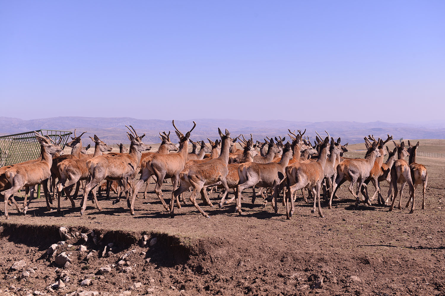 From Baku: Shamakhi Safari Park Day Tour 3