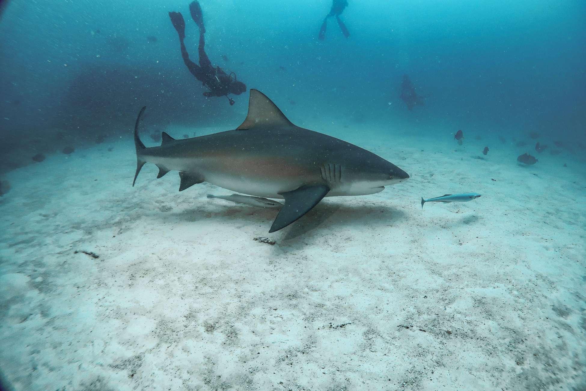 Maldives: Shark Tank Diving Tour with Equipment 3