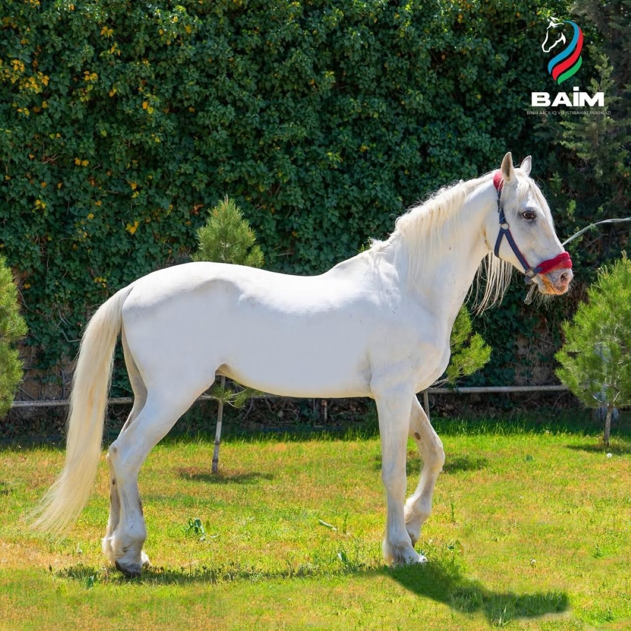 Baku Horse Riding Experience with World-Famous Breeds 2