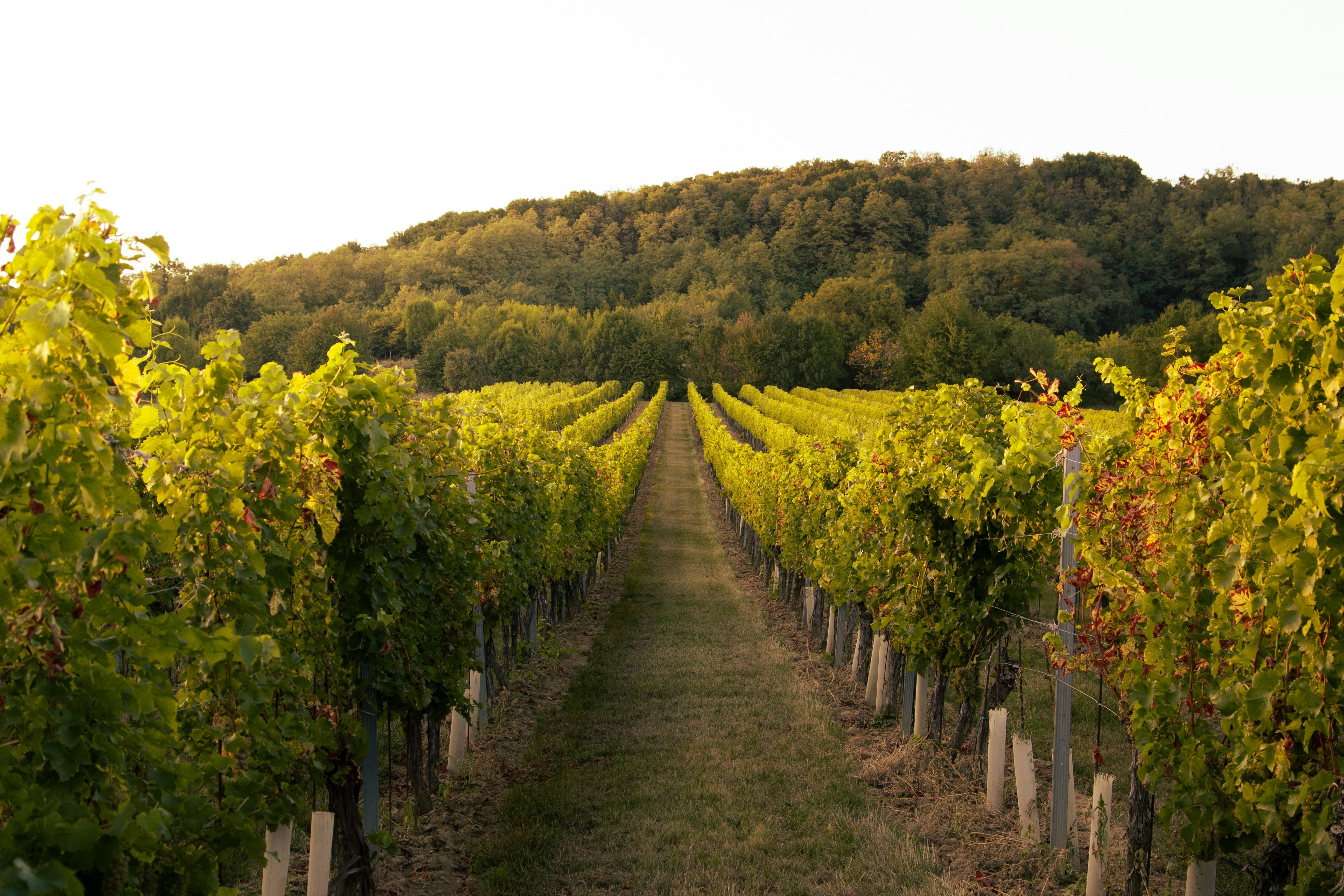 Kakheti Wine Tour & Sighnaghi Private Day Trip from Tbilisi