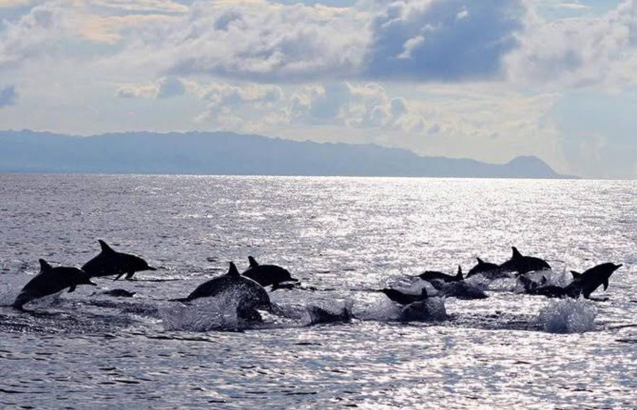 Bohol Dolphin Watching & Sea Turtle Swim Island Hopping Tour 3