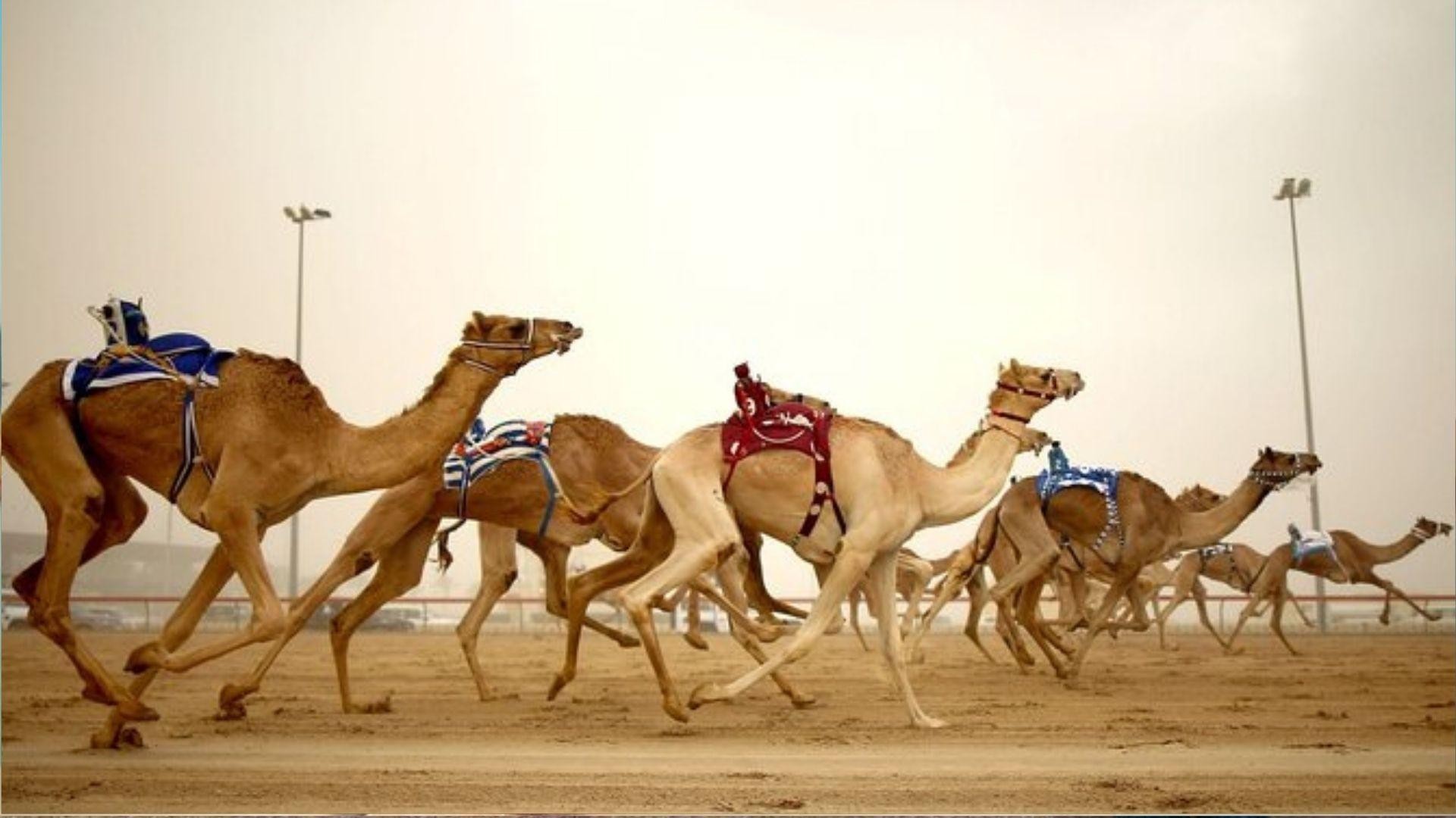 Full Day Tour to Qatar North And West With Pickup From Doha 3