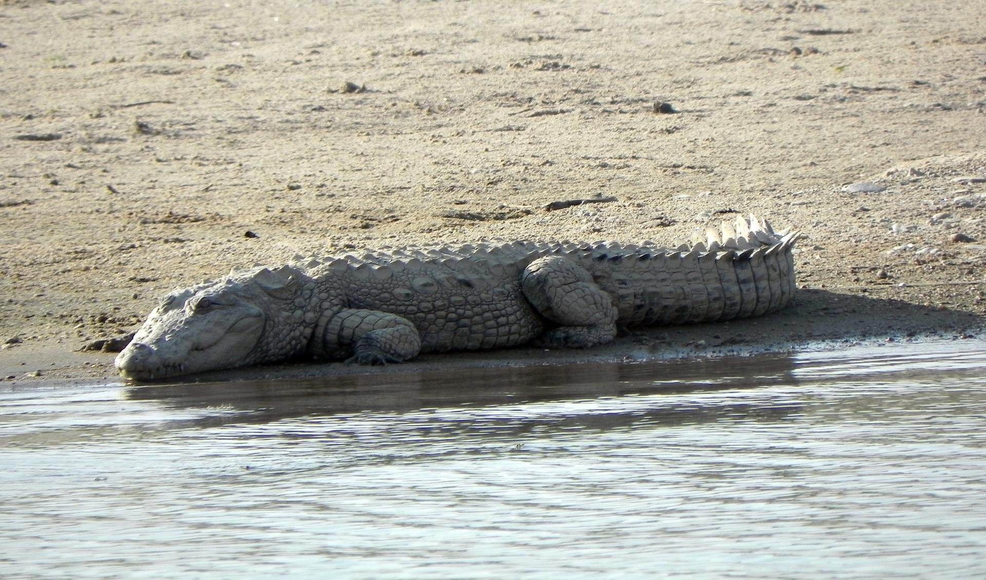 From Agra: Day Trip to Chambal River Safari with Lunch