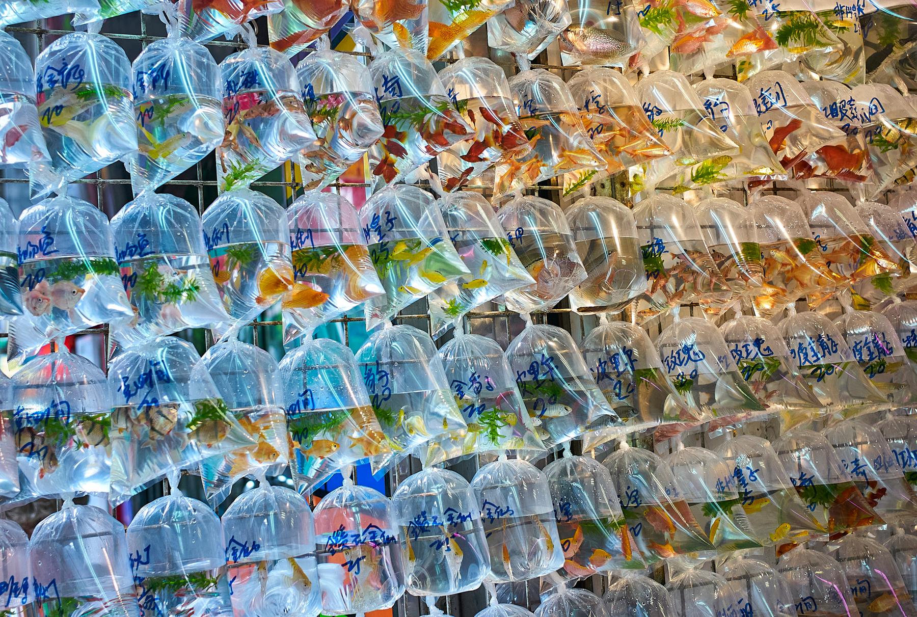 Hong Kong: Photographic Tour of the Yau Tsim Mong District in Kowloon. 2