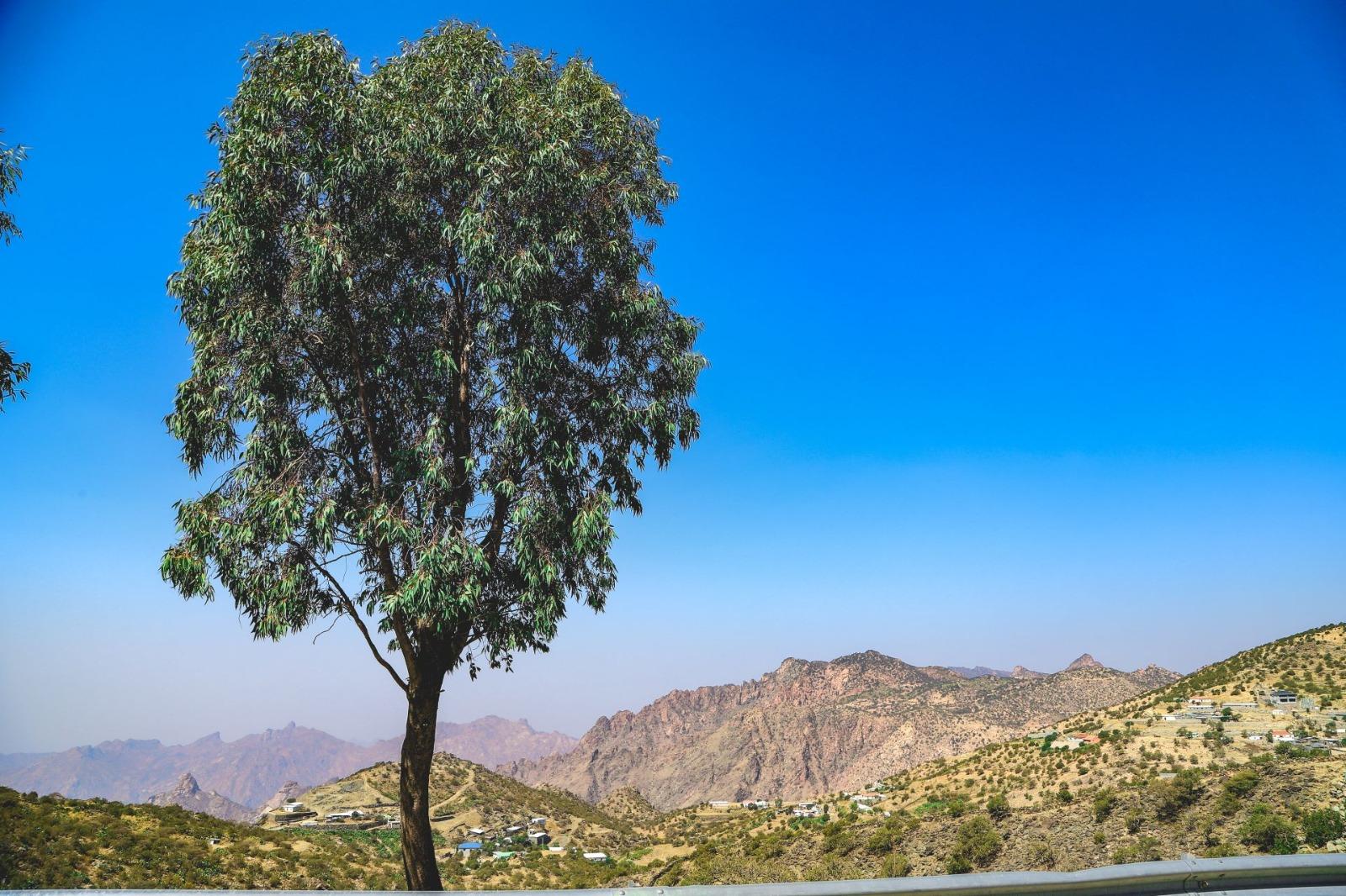 From Jeddah: 8-Hour Private Day Trip to Taif, the Rose City 3