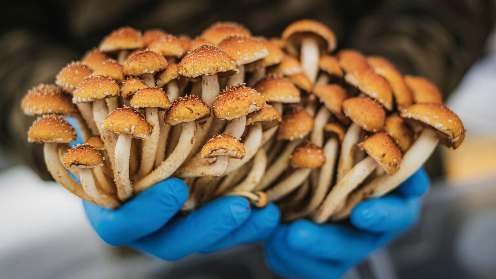 Shanghai: Mushroom Farm Discovery & Picking Private Trip