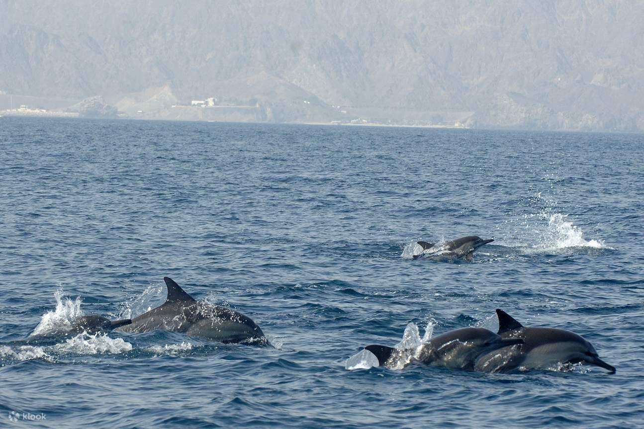 Muscat: Majestic Dolphins – Private Ocean Tour 2