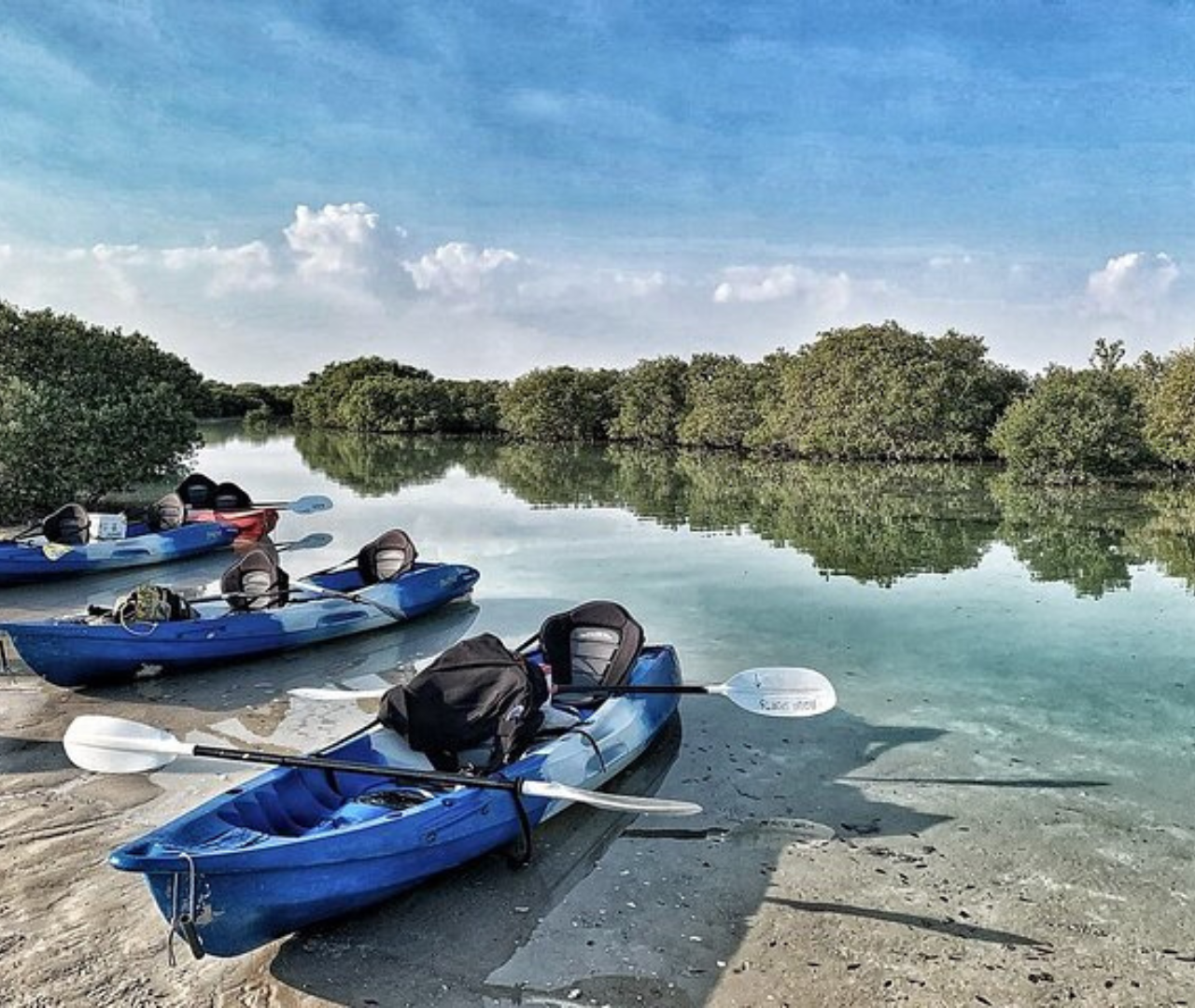 Qatar: Al Thakira Mangrove Forest Kayaking Tour 2