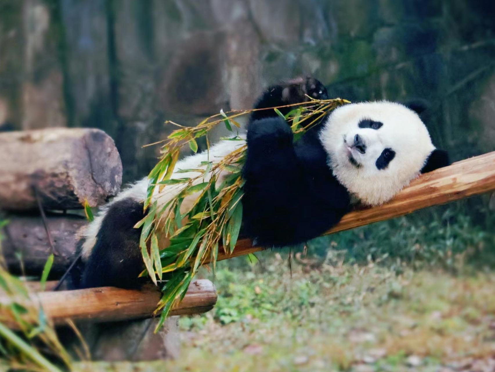 Panda House, Summer Palace, Old Hutongs & Temple of Heaven