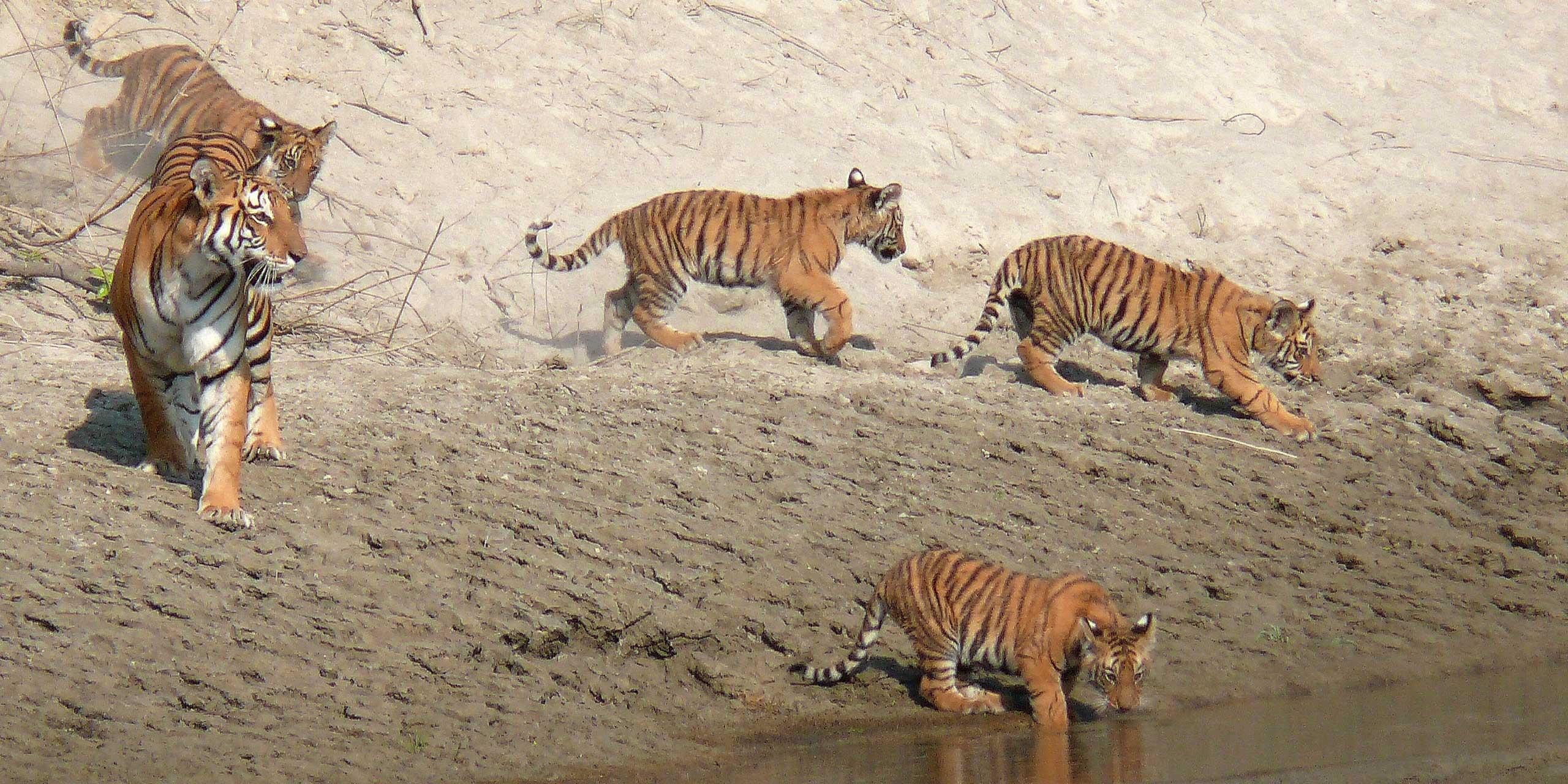 Bardia National Park: Tiger Photography Tour with Lodging 3