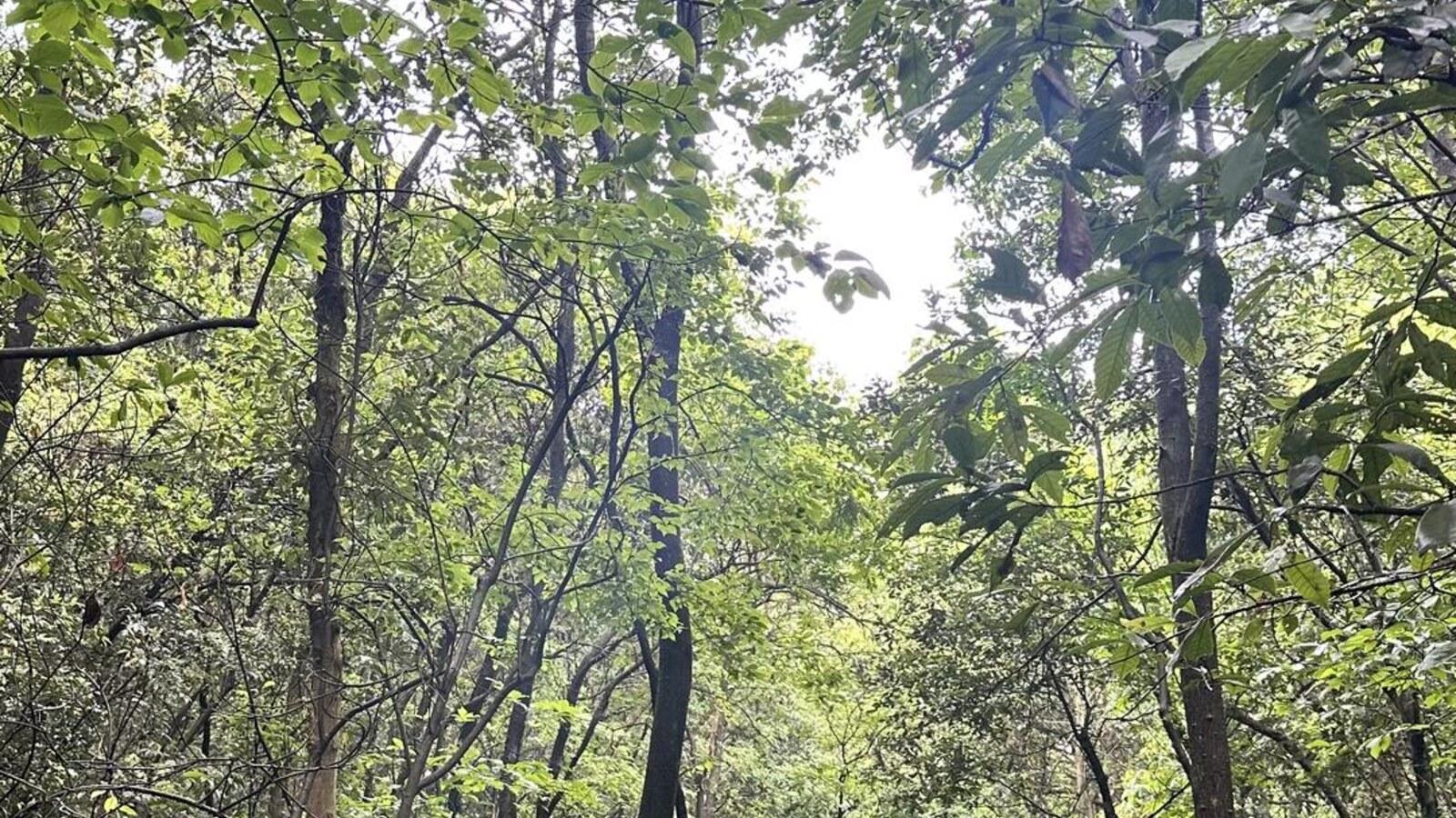 Shanghai: Shaoxing Tea Hills & Quiet Ancient Trail Day Trip 2