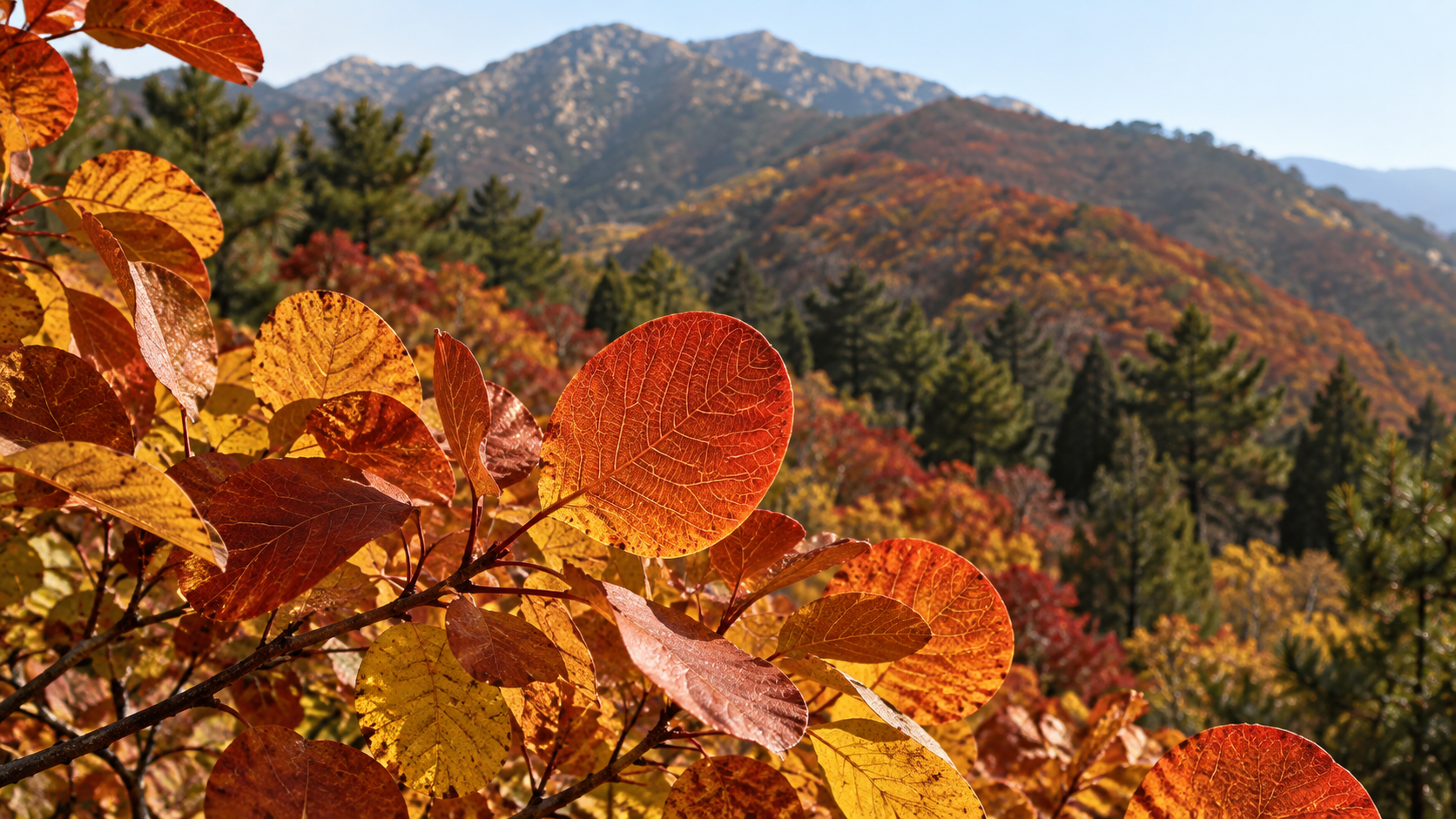Beijing Autumn: Fragrant Hills Ticket, Car or Private Tour 2