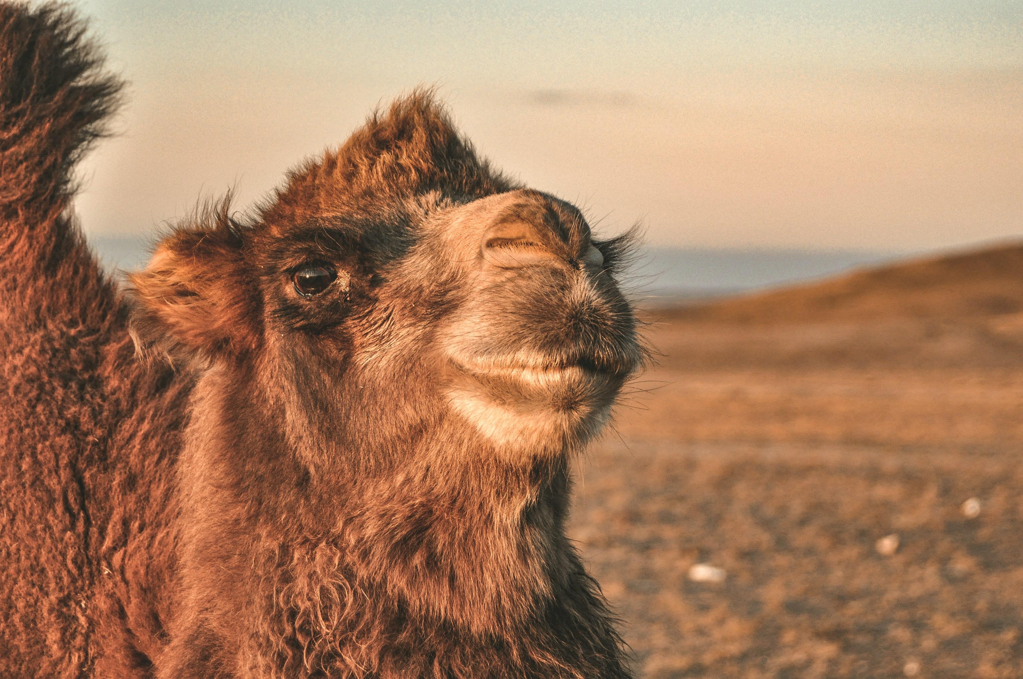 Mongolia: 6-Day Gobi Desert Tour with Camel Trekking 2
