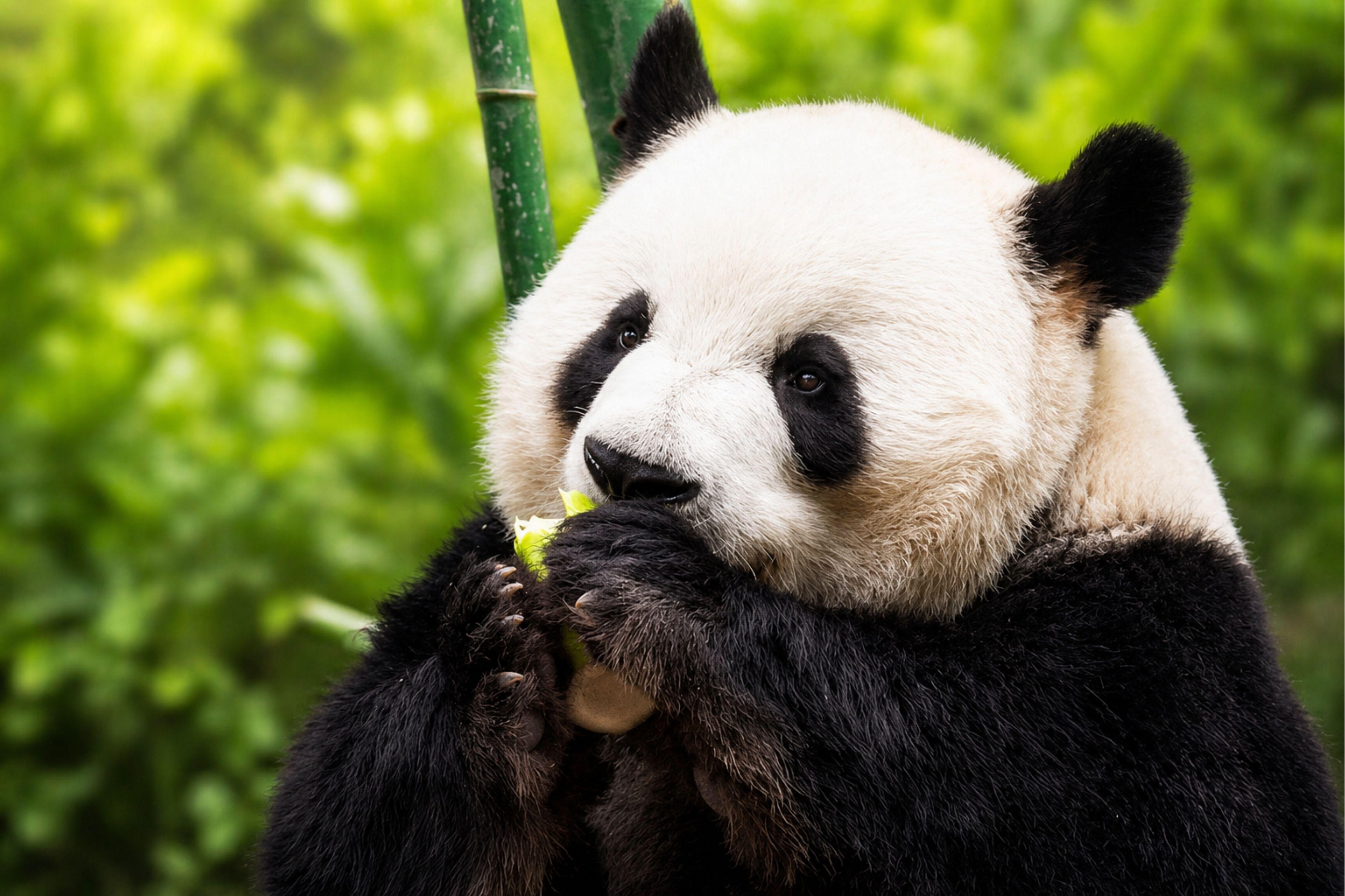 Beijing Zoo & Panda House Entry Ticket + Audio Guide