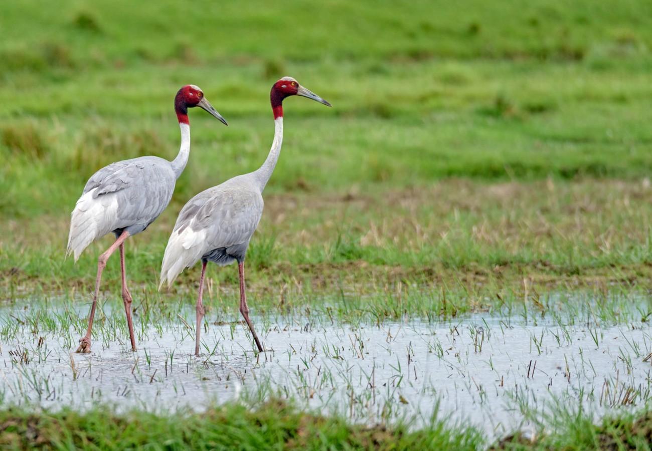 Lumbini: Crane Spotting/ Watching Tour 3