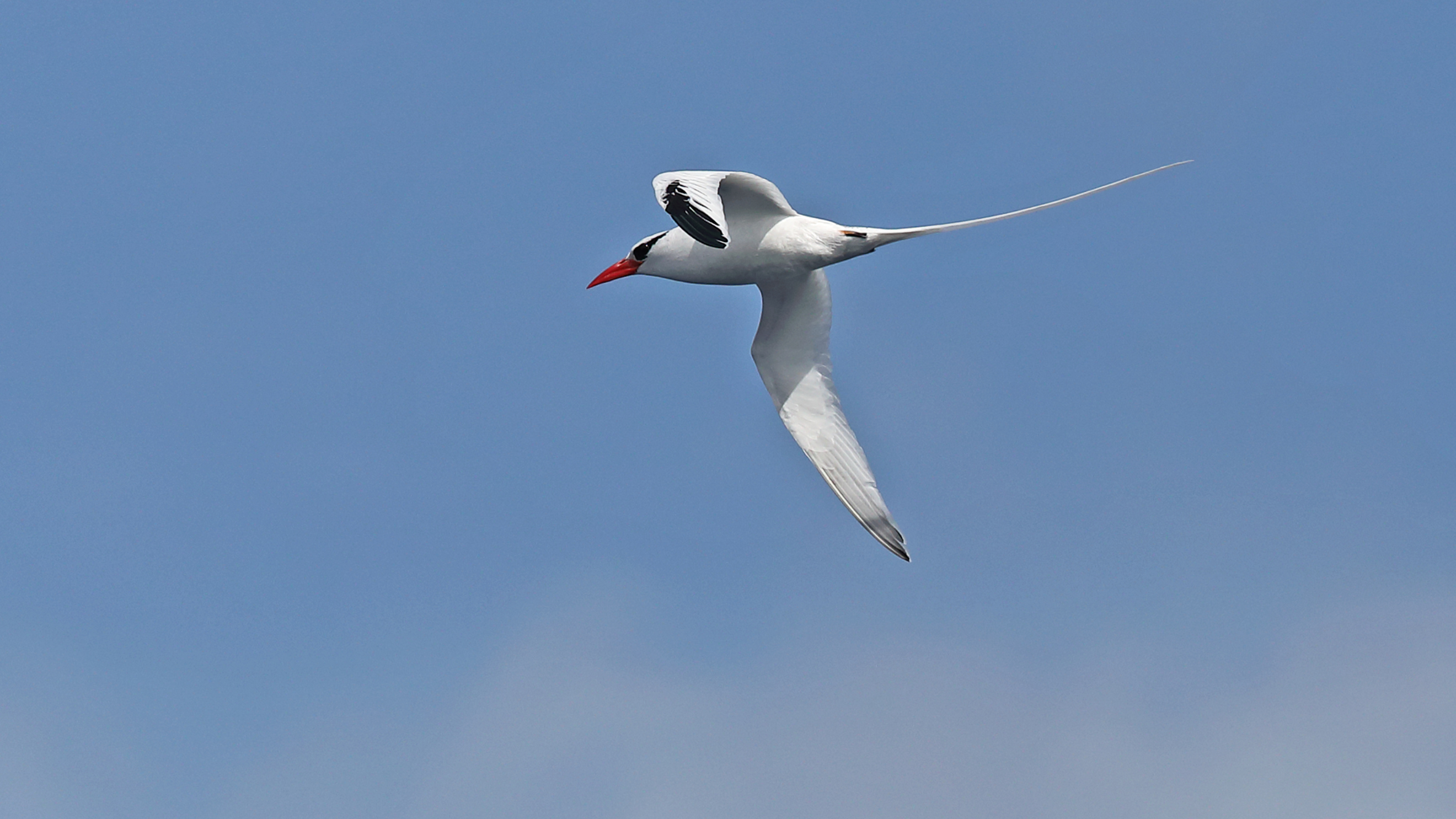 al fahal island bird watching and snorkeling adventure 2