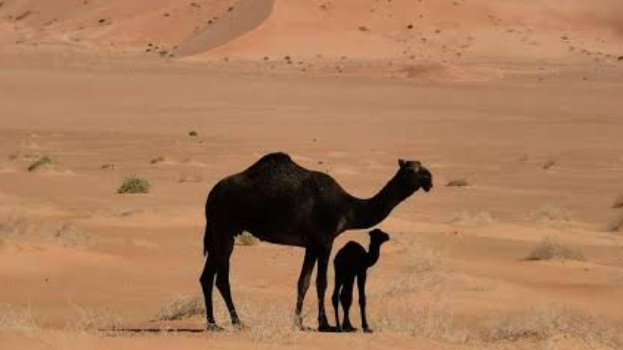 Salalah Desert: Ubar, Camel Ride & Sunset 3