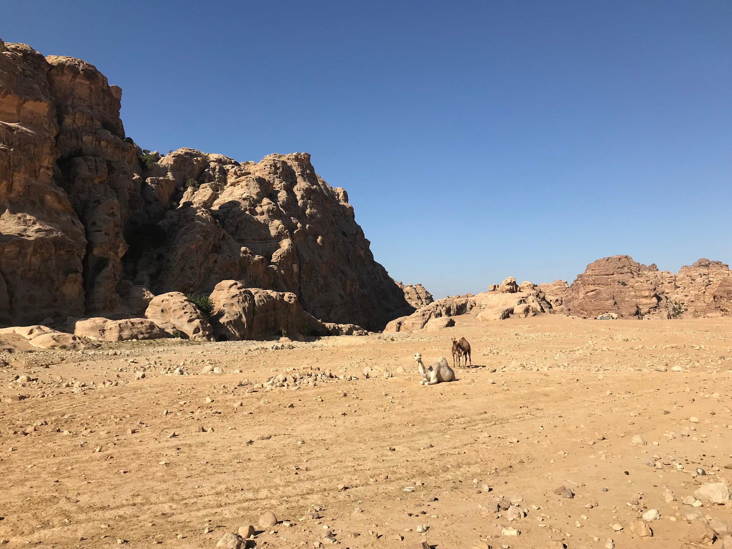 From Amman: Private Full-Day Tour to Petra & Little Petra 2