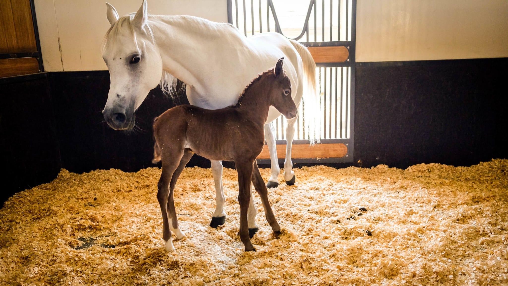 Doha: Al Shaqab Arabian Horse Center with Pickup 2
