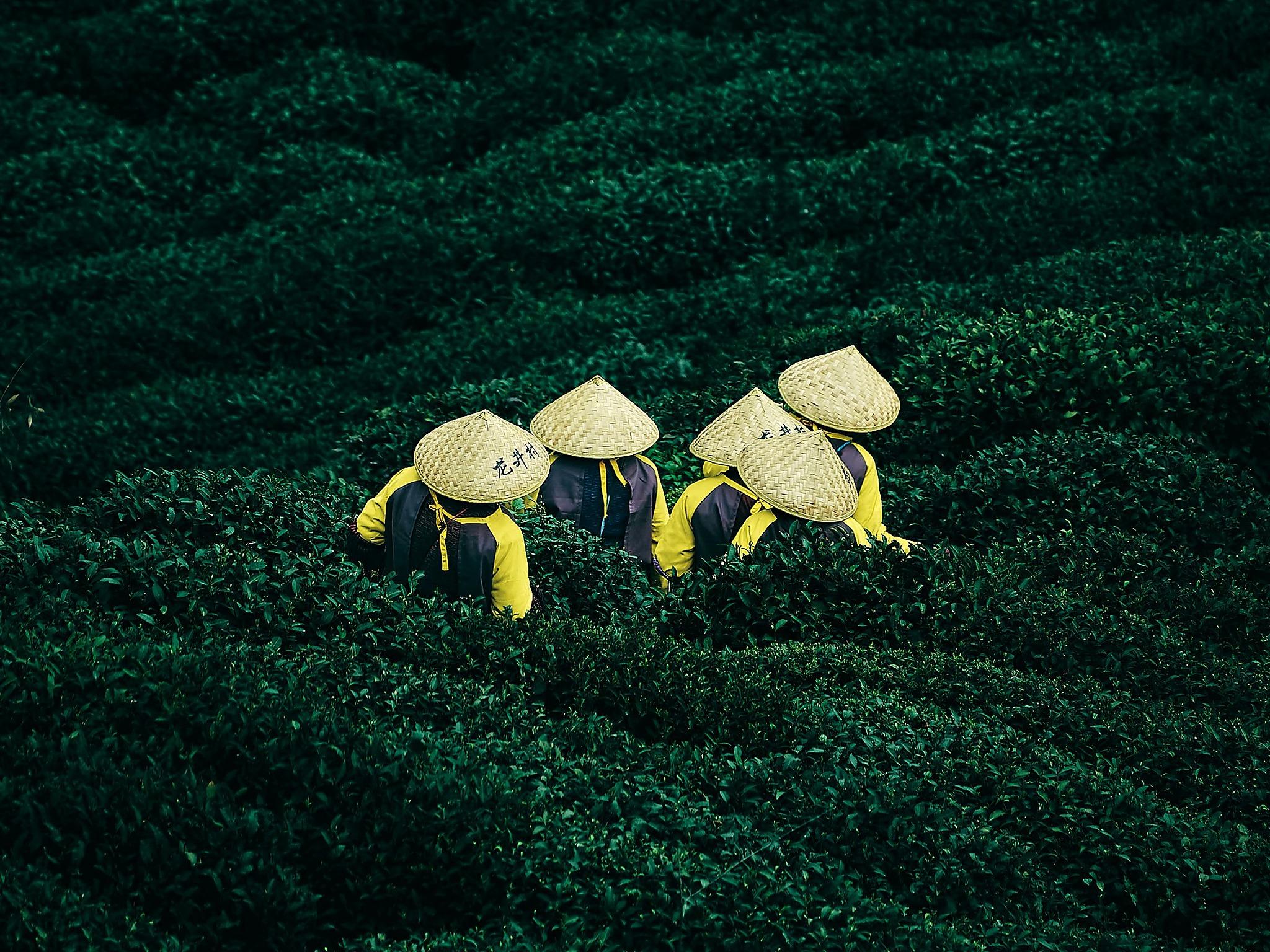 Hangzhou: Private West Lake & Tea Day Trip from Shanghai 2