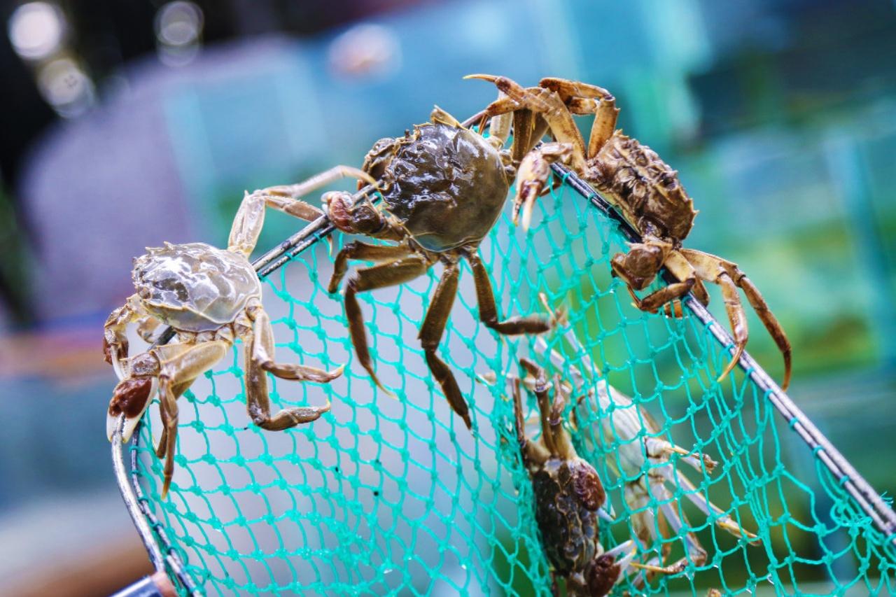 Catch Your Own Crab on Yangcheng · Private Day from Shanghai 3