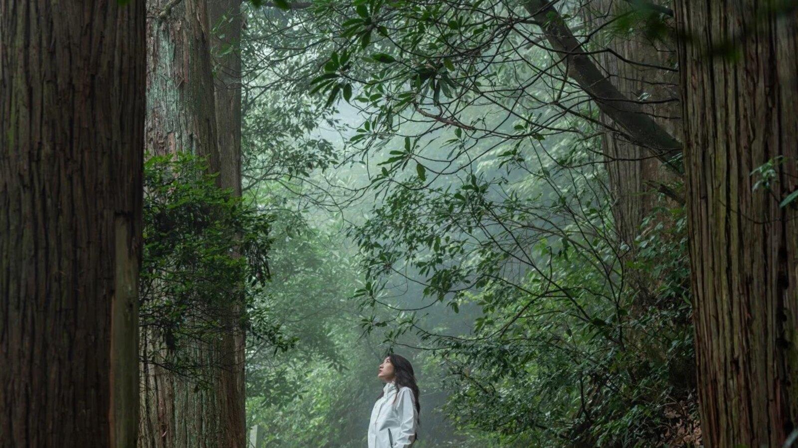 Shanghai: Shaoxing Water-Fir Forest Private Day Trip
