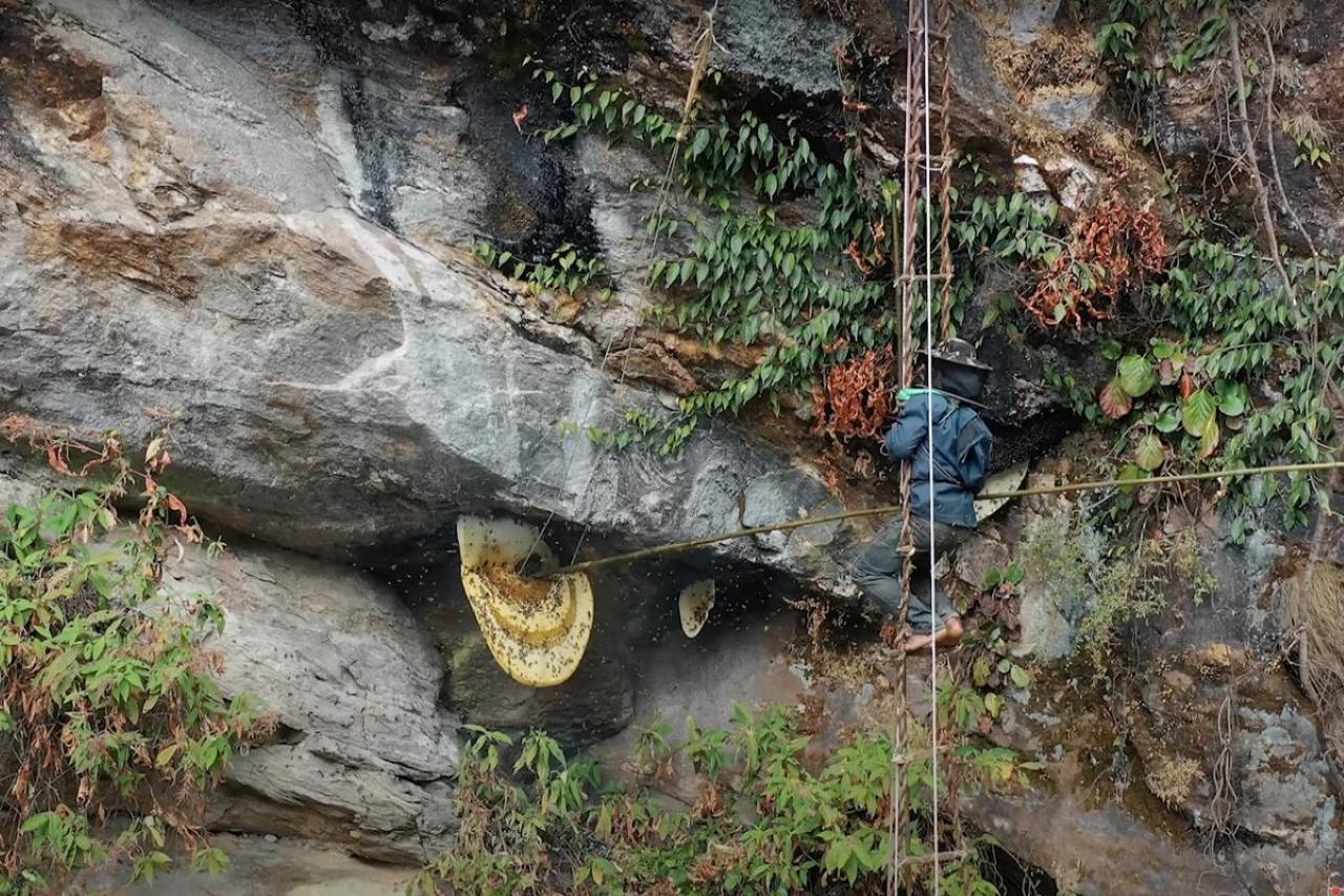Nepal: 4-Day Mad Honey Hunting Tour with Gurung Hunters 3