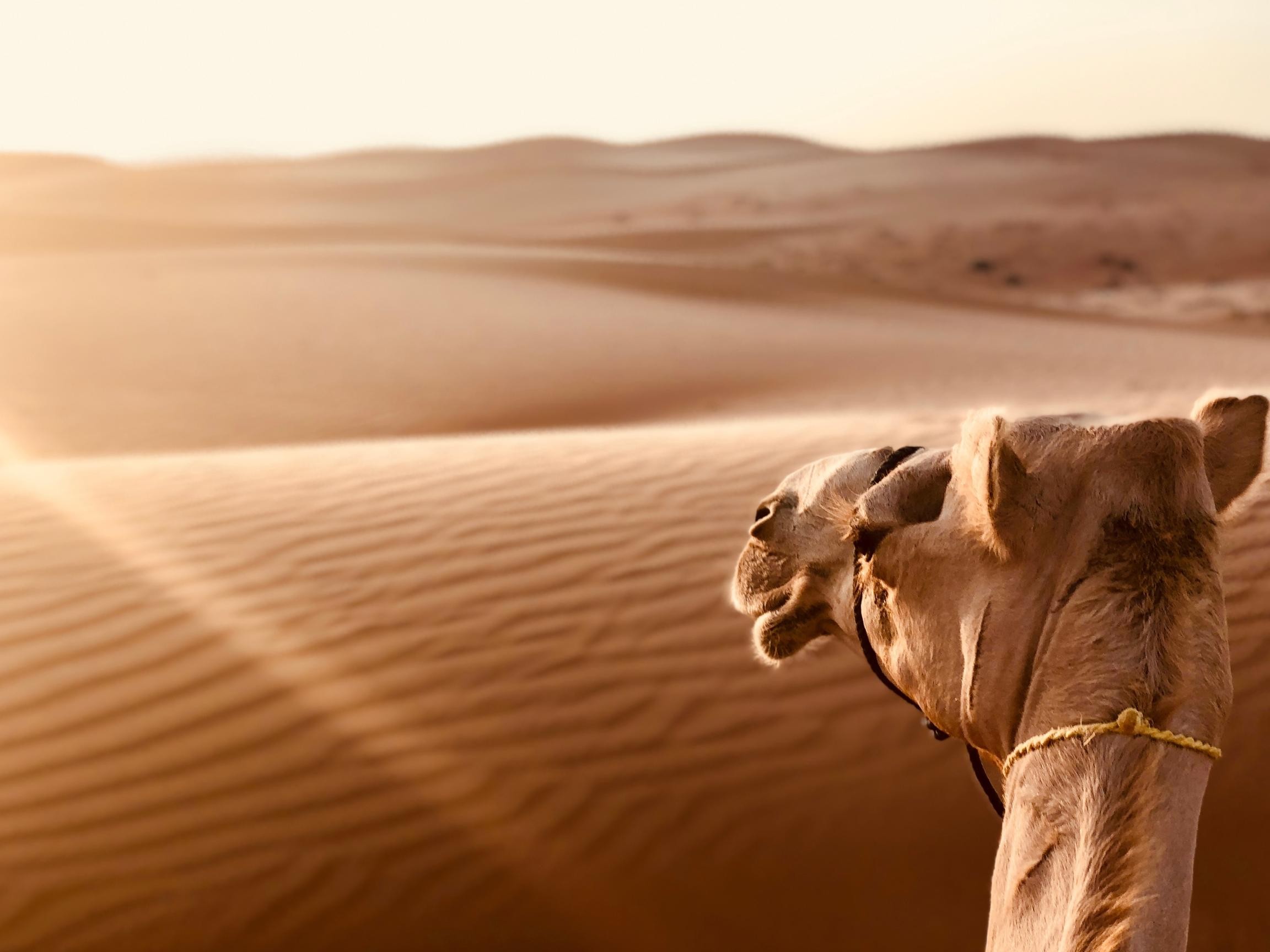 From Muscat: Wahiba Sands WadiBani Khalid Desert Tour 2