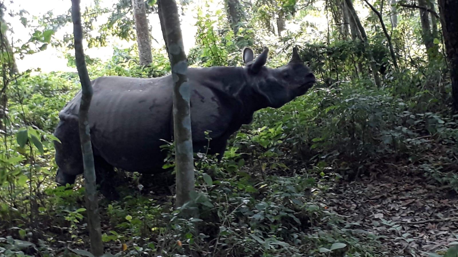From Pokhara: 2-Day Chitwan National Park Safari Tour & Walk