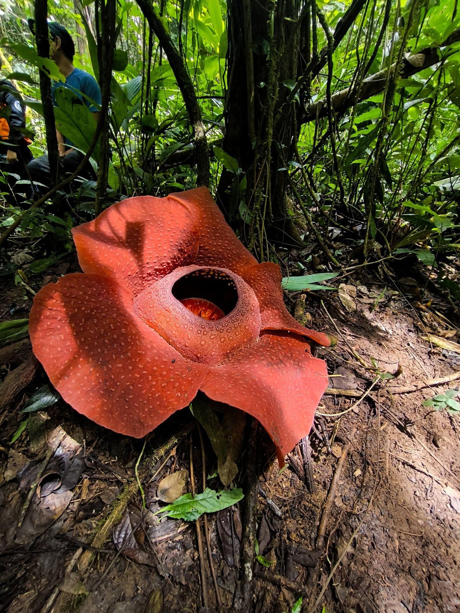 From Cameron Highlands: Rafflesia Trek with 4WD Transfer 3