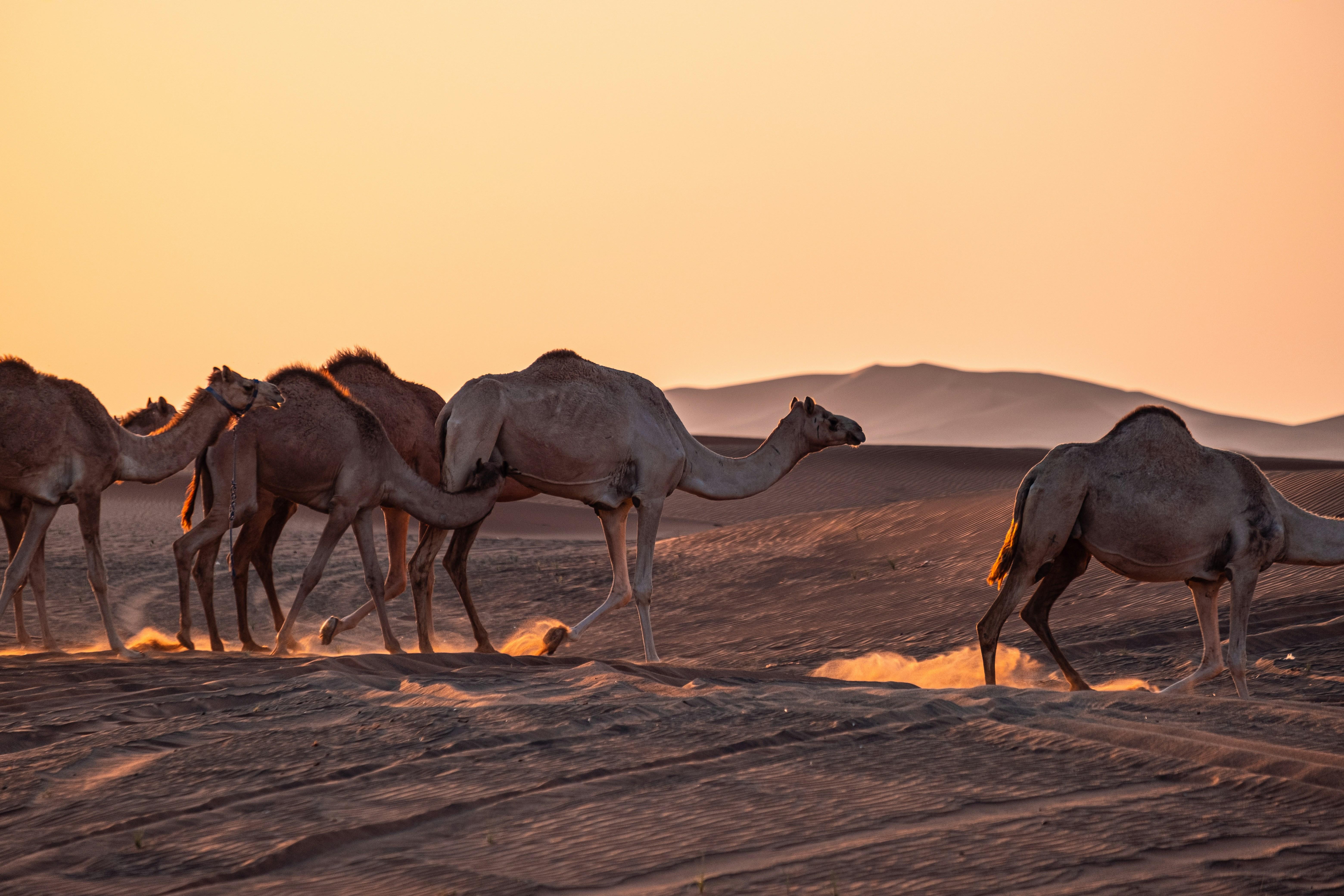 Doha: Half-Day Desert Safari with Camel Ride & Sandboarding 2