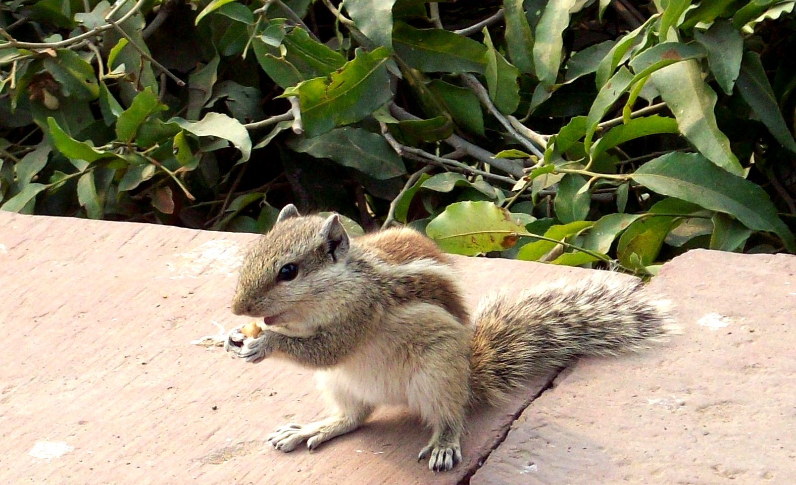 Agra Fort Tour With Squirrel Feeding