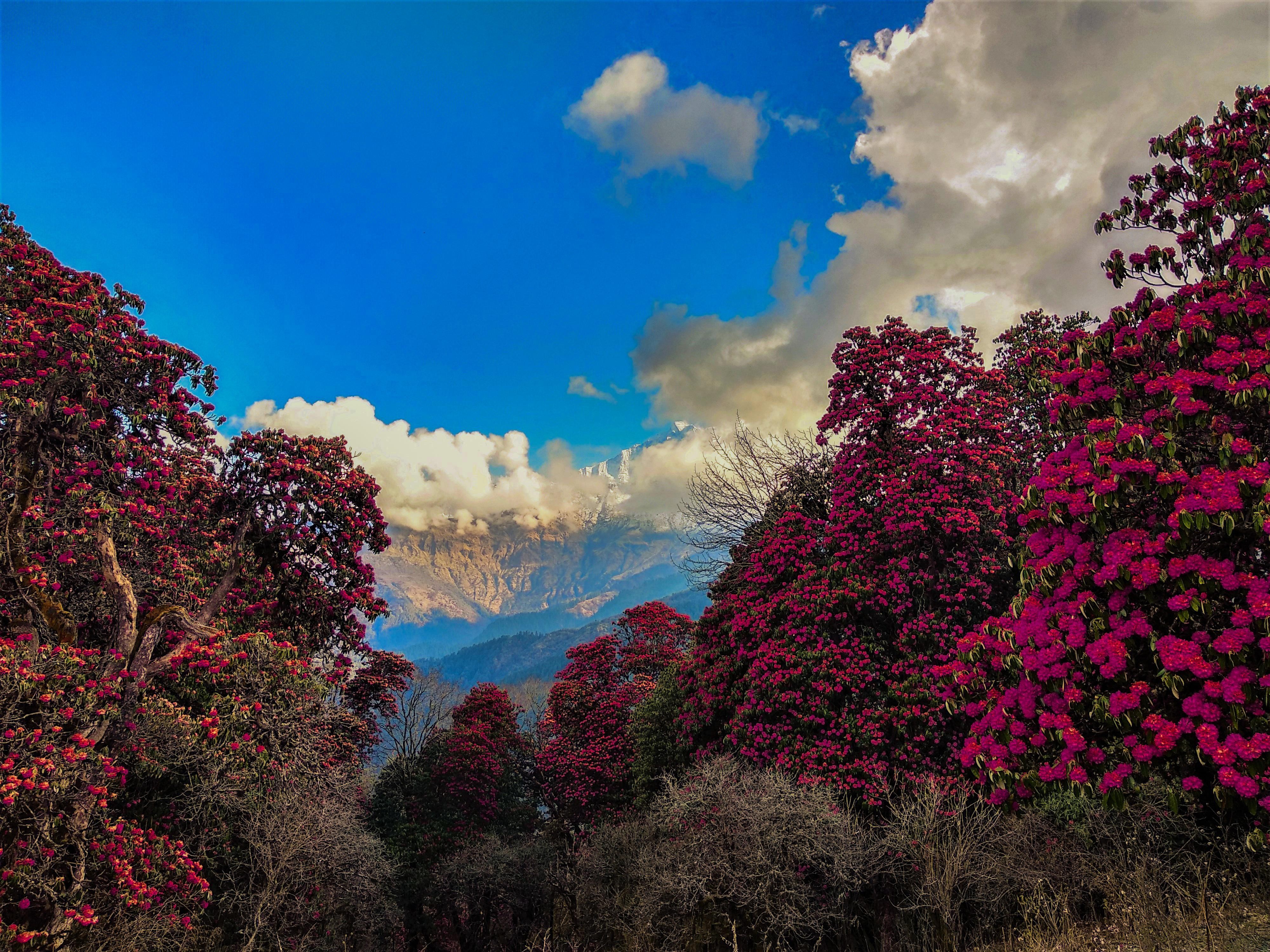 Pokhara: 5-Day Annapurna Base Camp Trek with Lady Guide 2