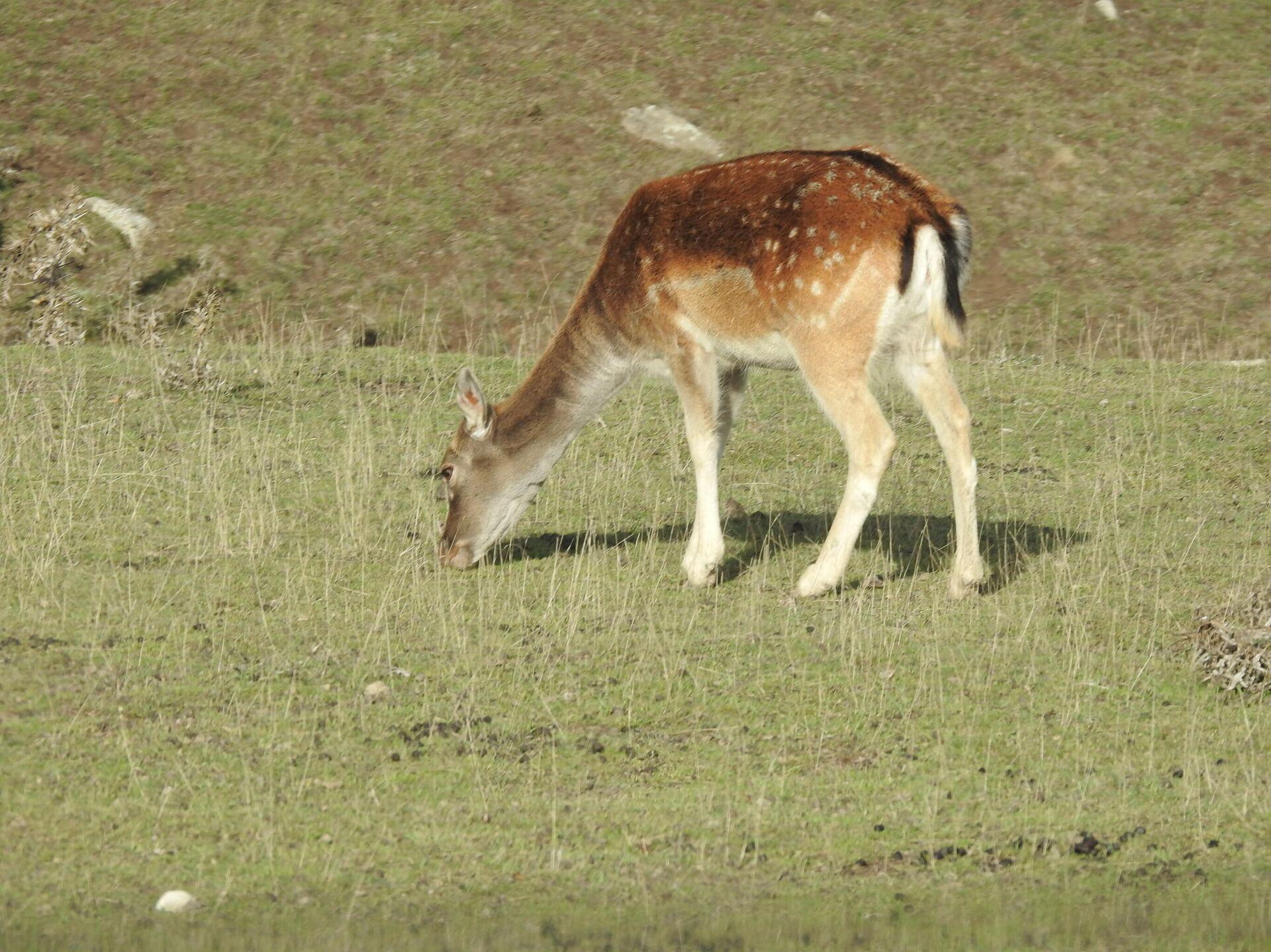 From Baku: Shamakhi Safari Park Day Tour 2