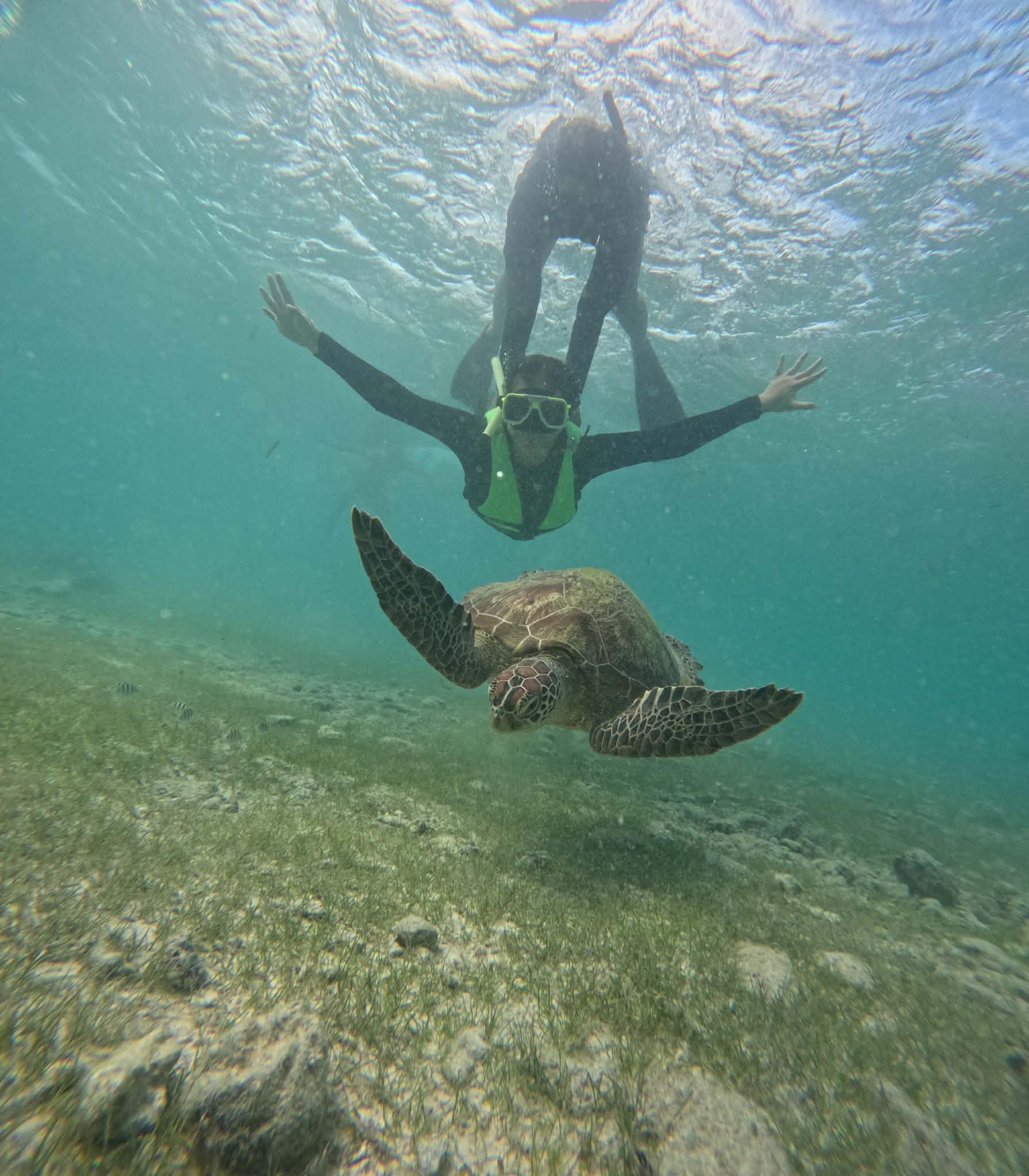 Moalboal Island: Snorkeling Tour with Sardine Run & Turtles