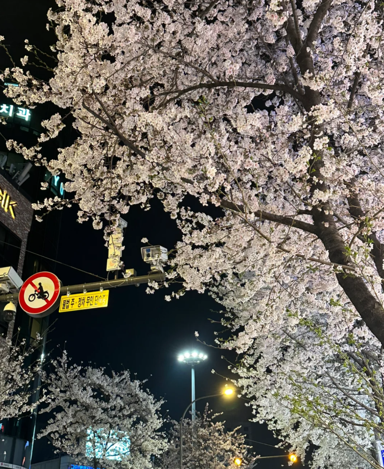 Seoul City Cherry Blossom Private Sightseeing Tour 2