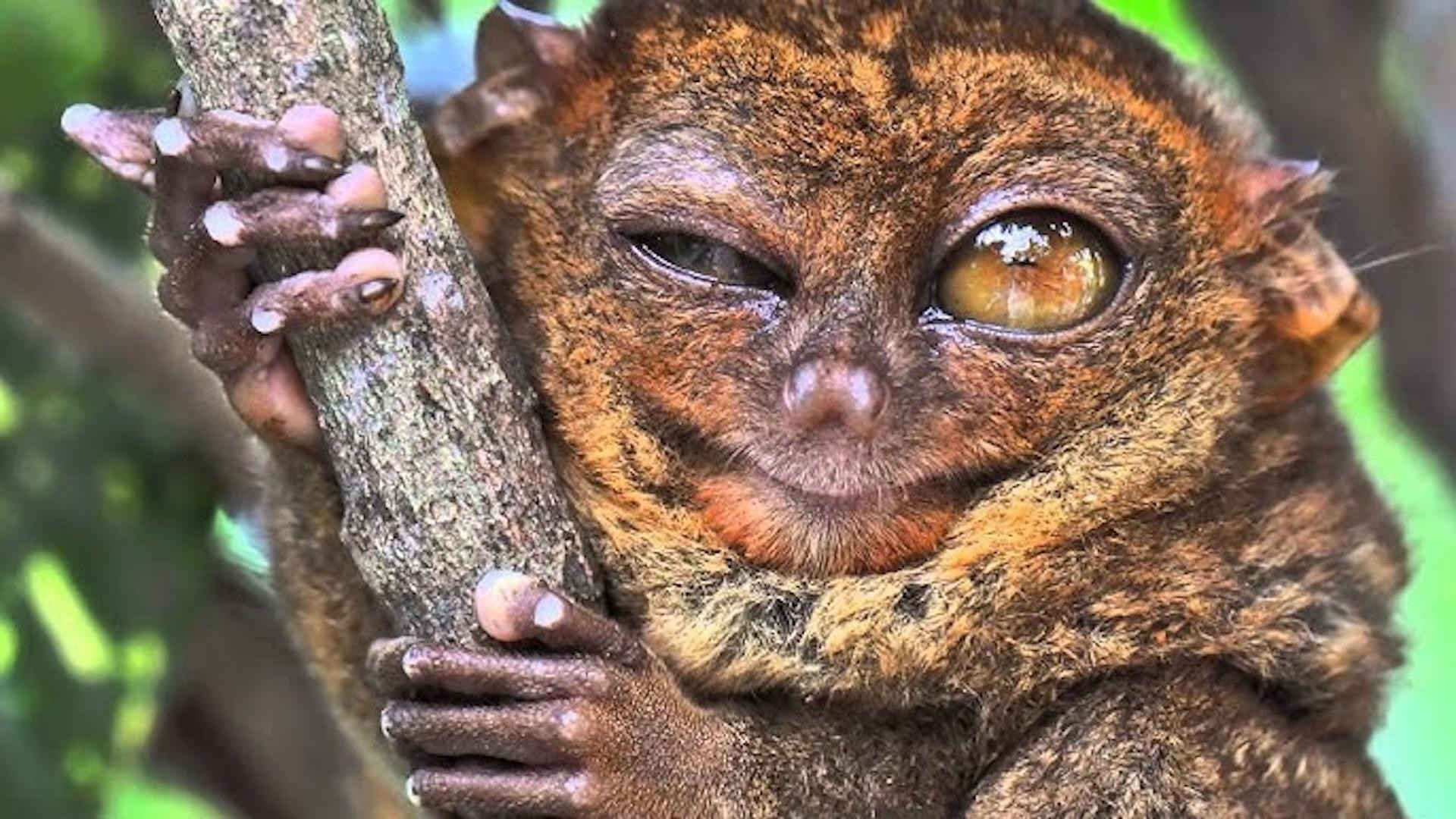 Bohol: Premium Chocolate Hills, Tarsiers & River Experience 2