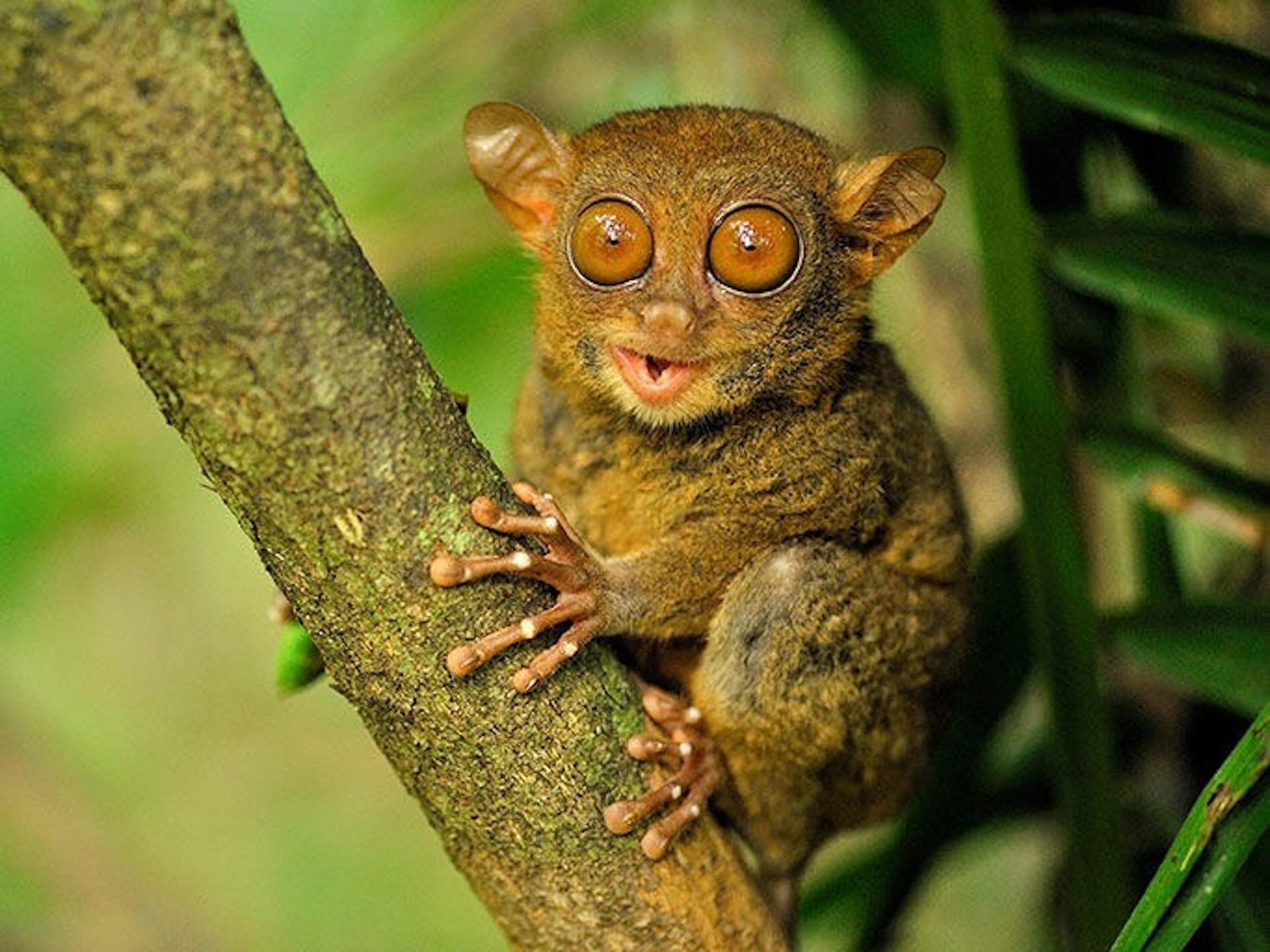 Bohol: Guided Chocolate Hills & Tarsiers Tour 3