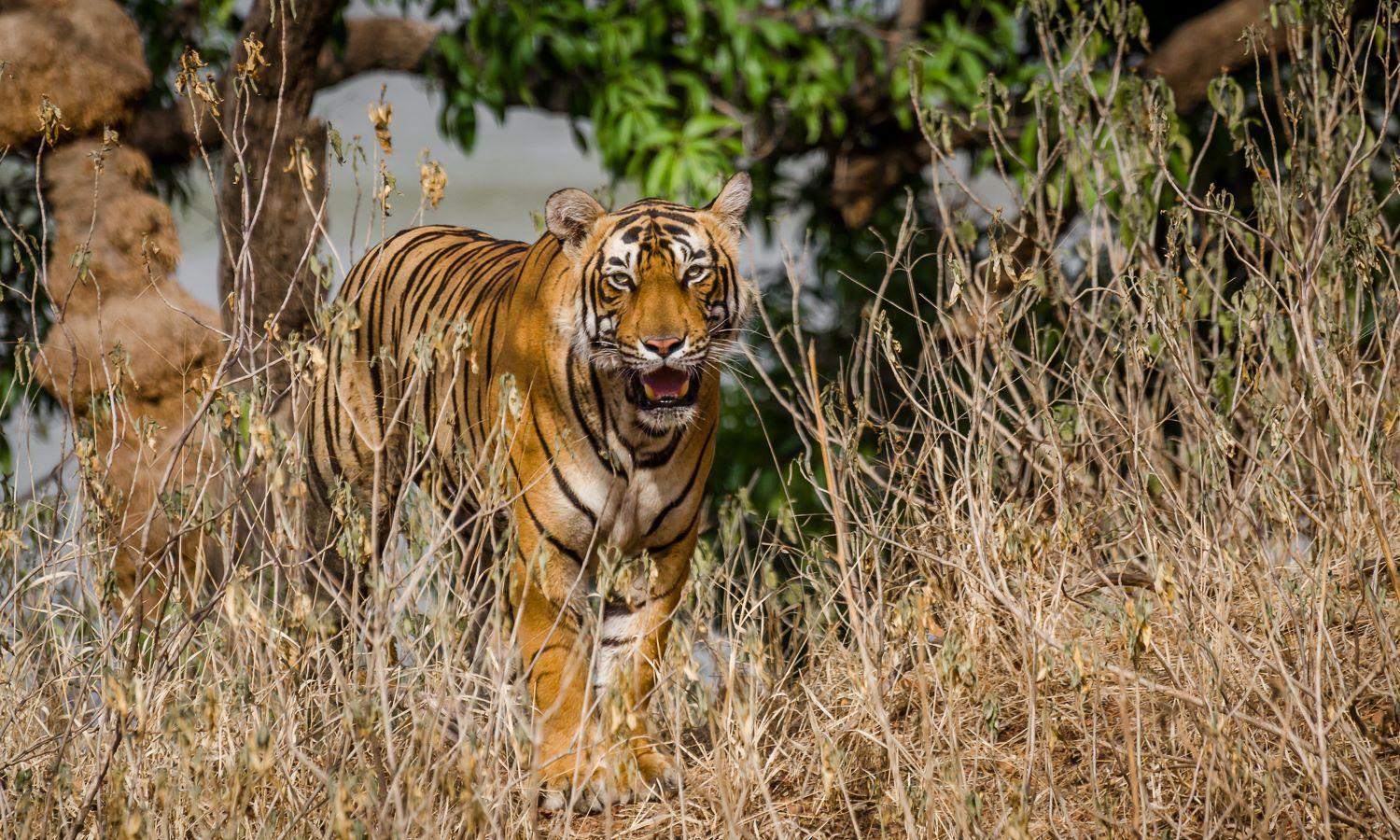 From Jaipur: Private Ranthambore Day Trip with Tiger Safari 2