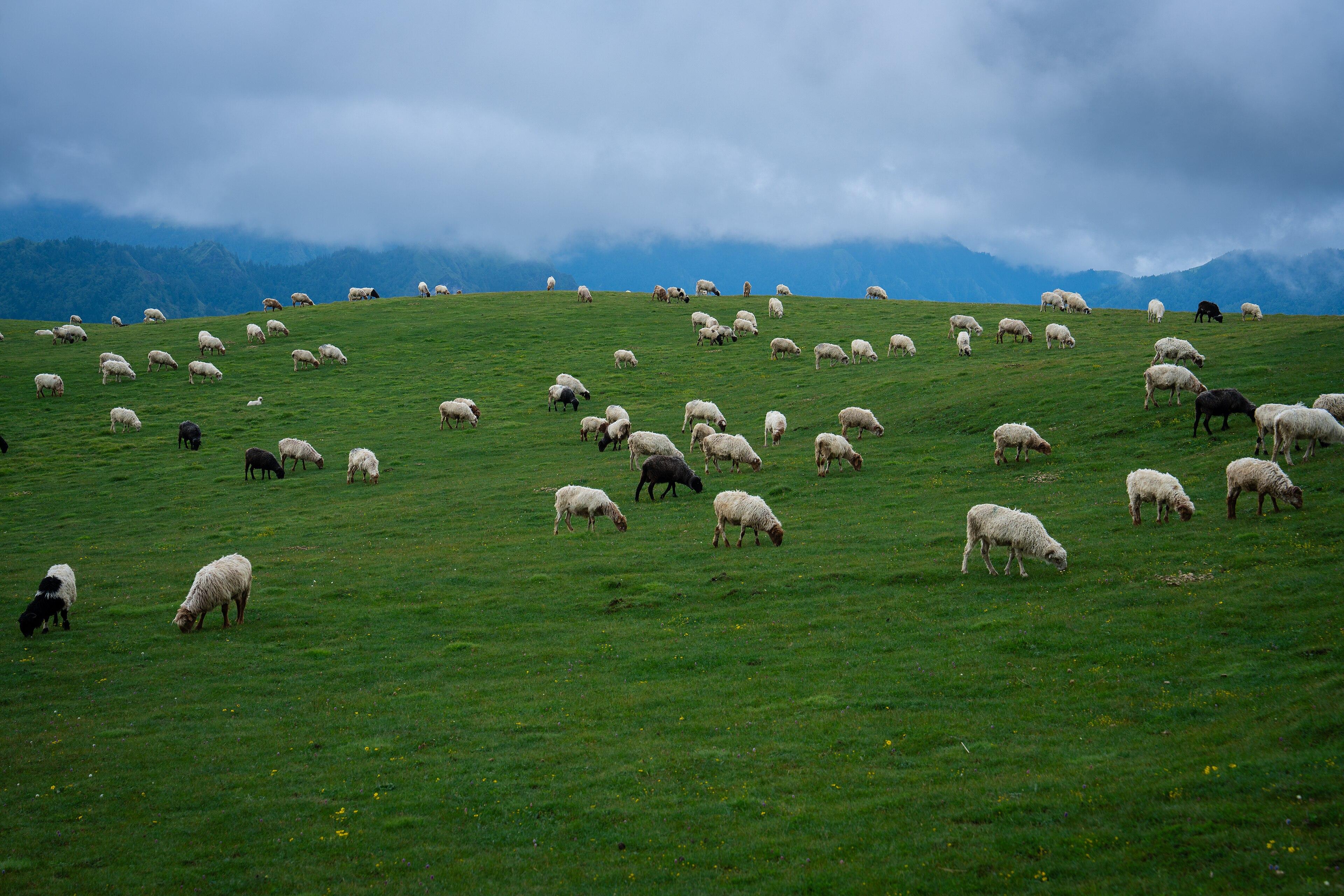 From Kathmandu: 17-Day Dhorpatan Trek with Shamanic Rituals 3