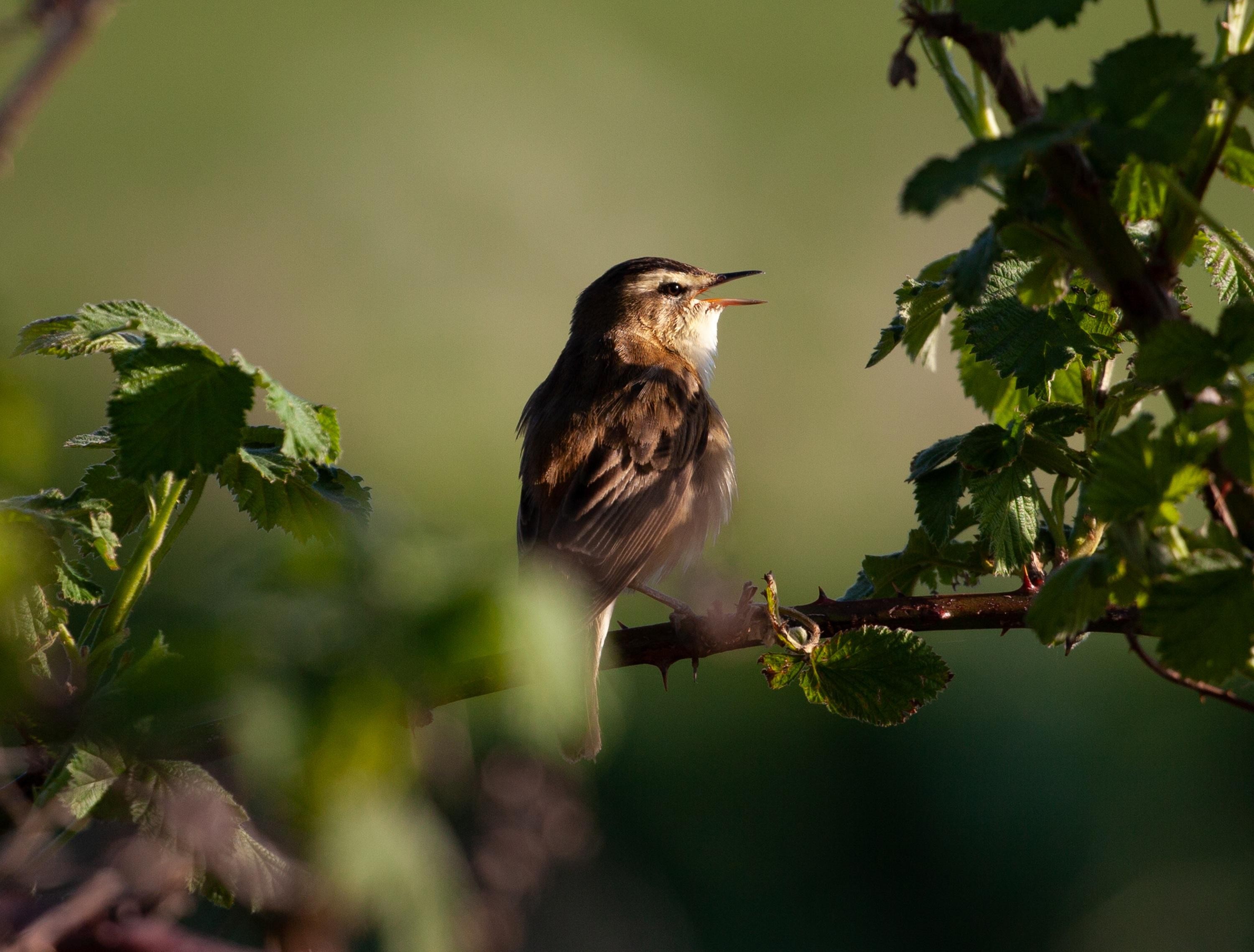 Yerevan: Private Birdwatching Experience 3