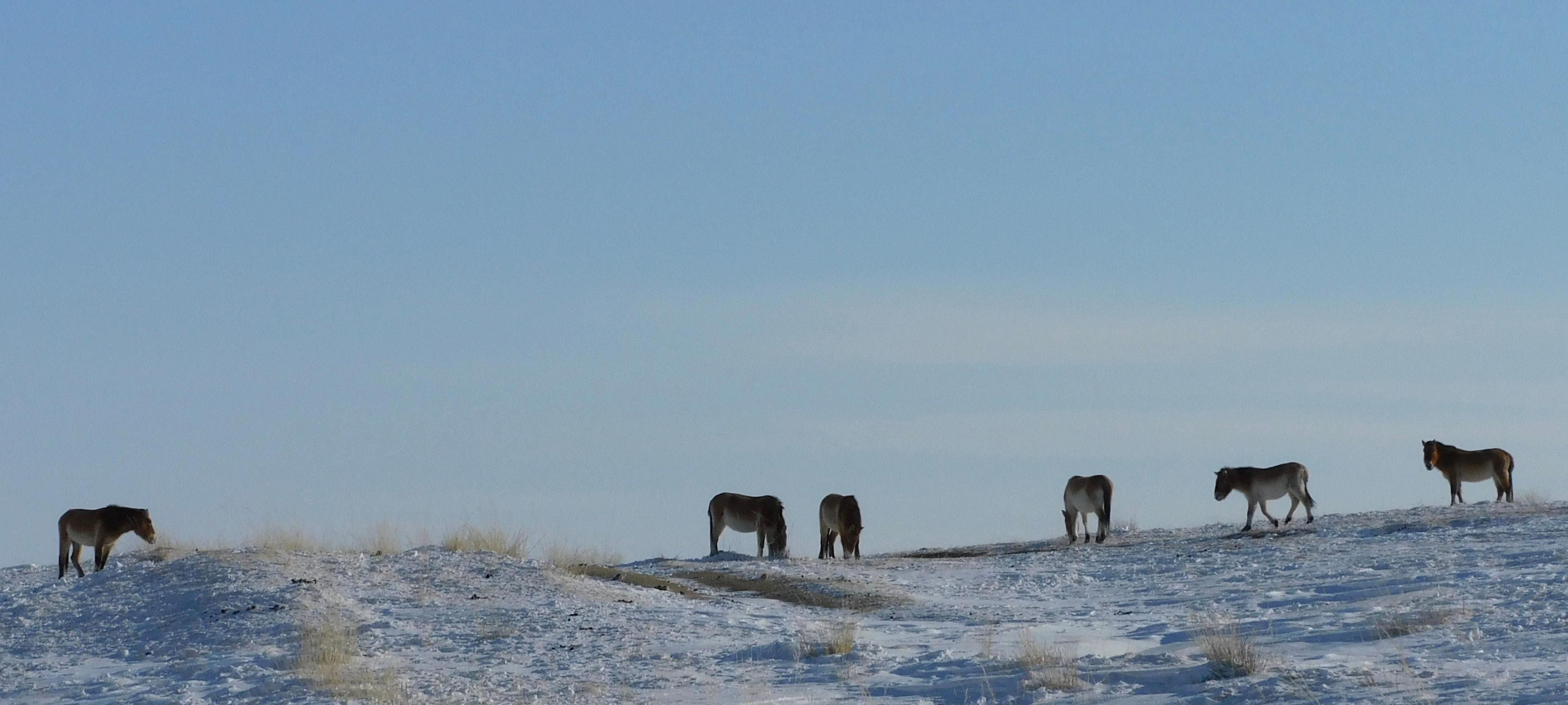 From Ulaanbaatar: Hustai National Park Day Trip withTransfer 3