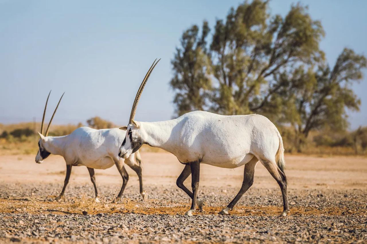 History & Nature: Azraq Wetland Reserve & Desert Castles 2
