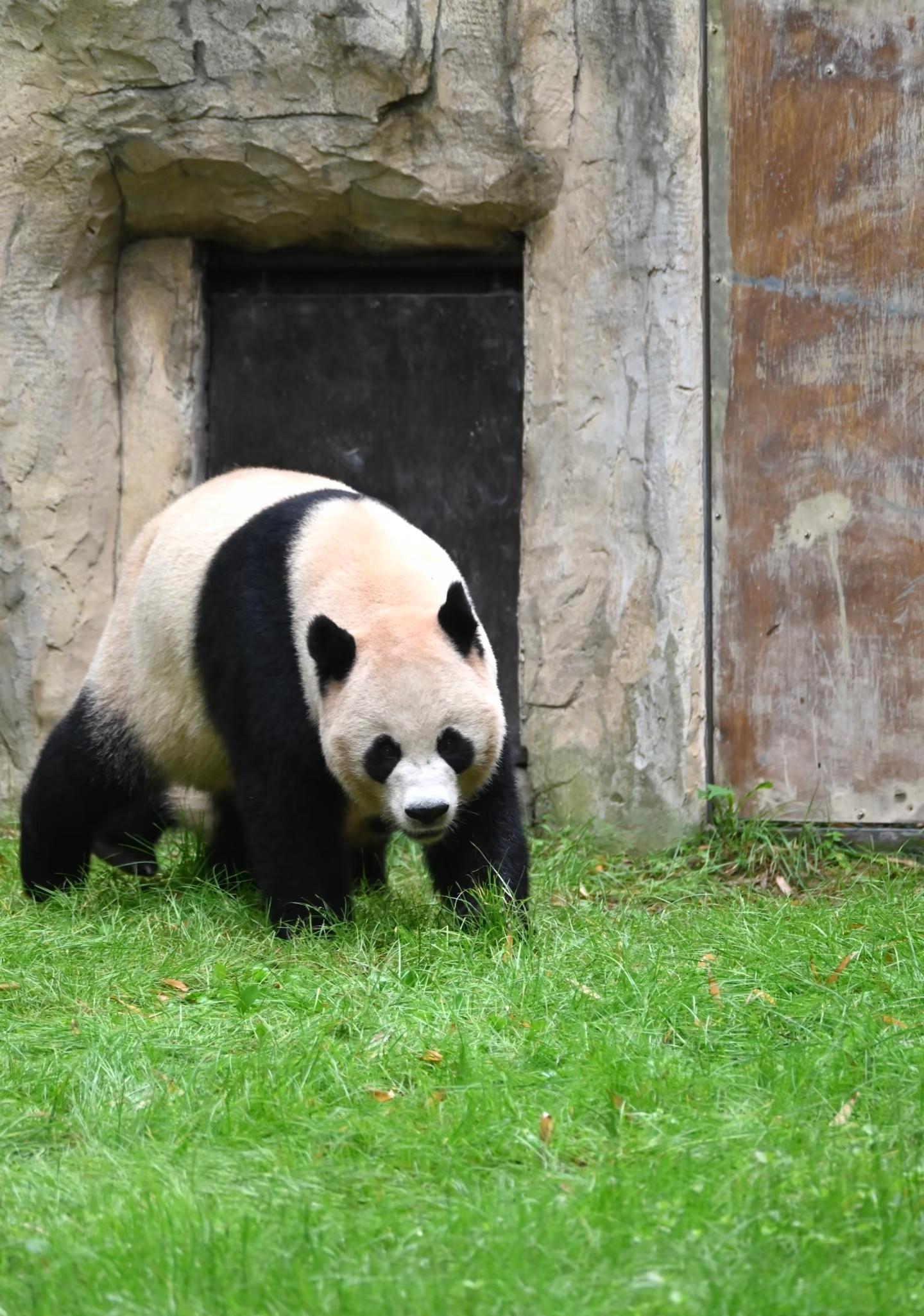 Shanghai: Guided Giant Pandas Tour with Transfer