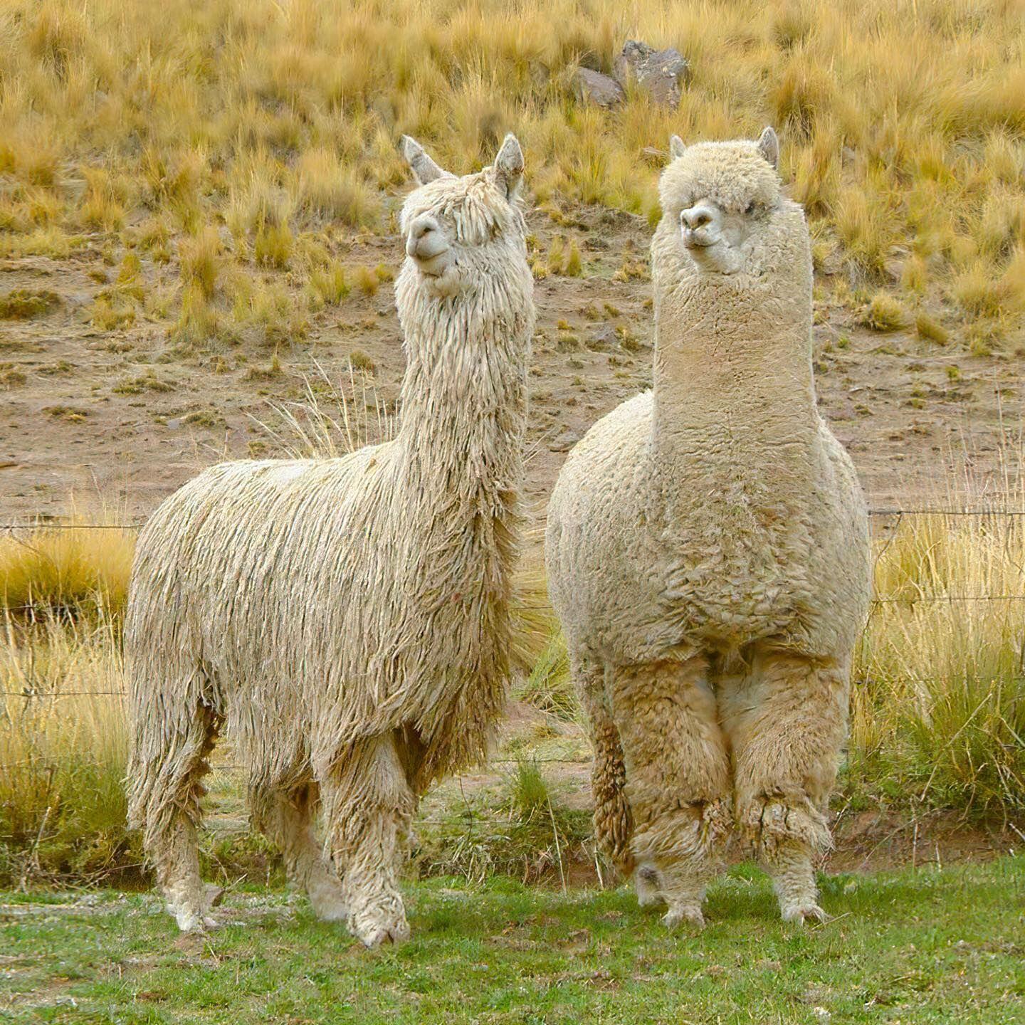 From Baku: Half-Day Family Tour to Capybara & Alpaca Farms 2