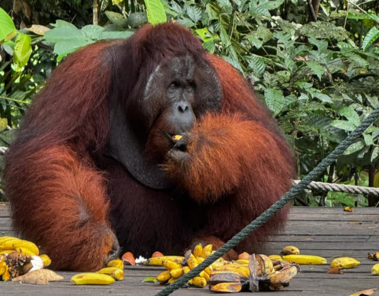 Kuching: Semenggoh Orangutan, Annah Rais & Fairy Cave 2