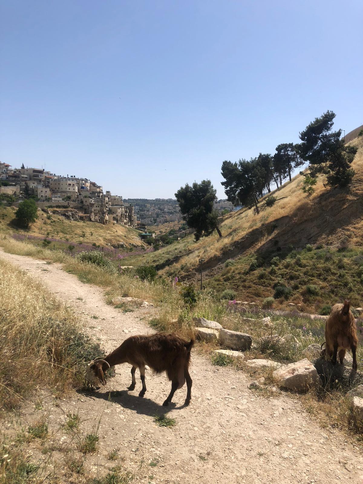 The Shfela Judaean Lowlands Tour: Beit Guvrin and Herodeon 3