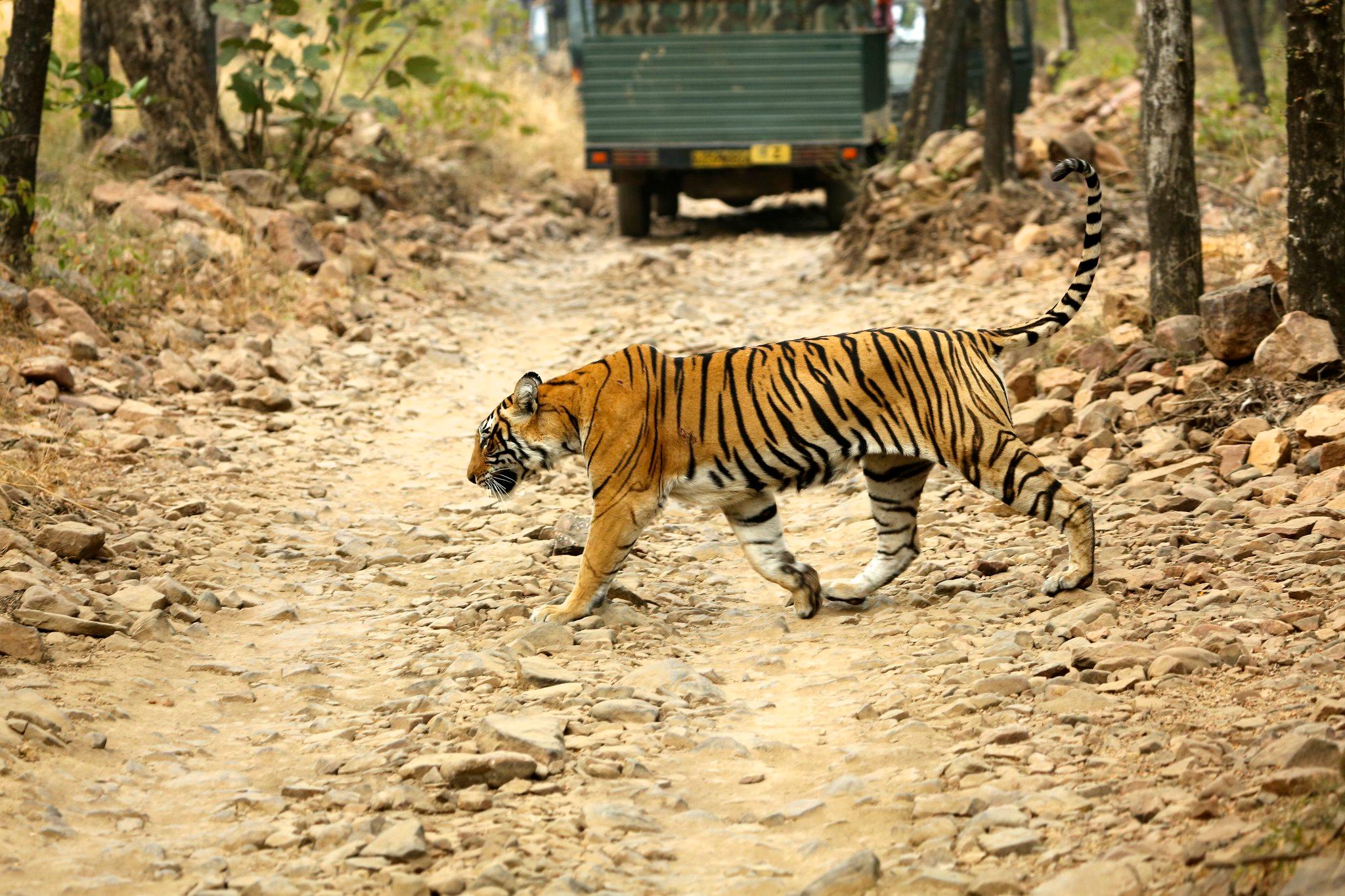 From Jaipur: One Day Trip to Ranthambore Tiger Safari 3