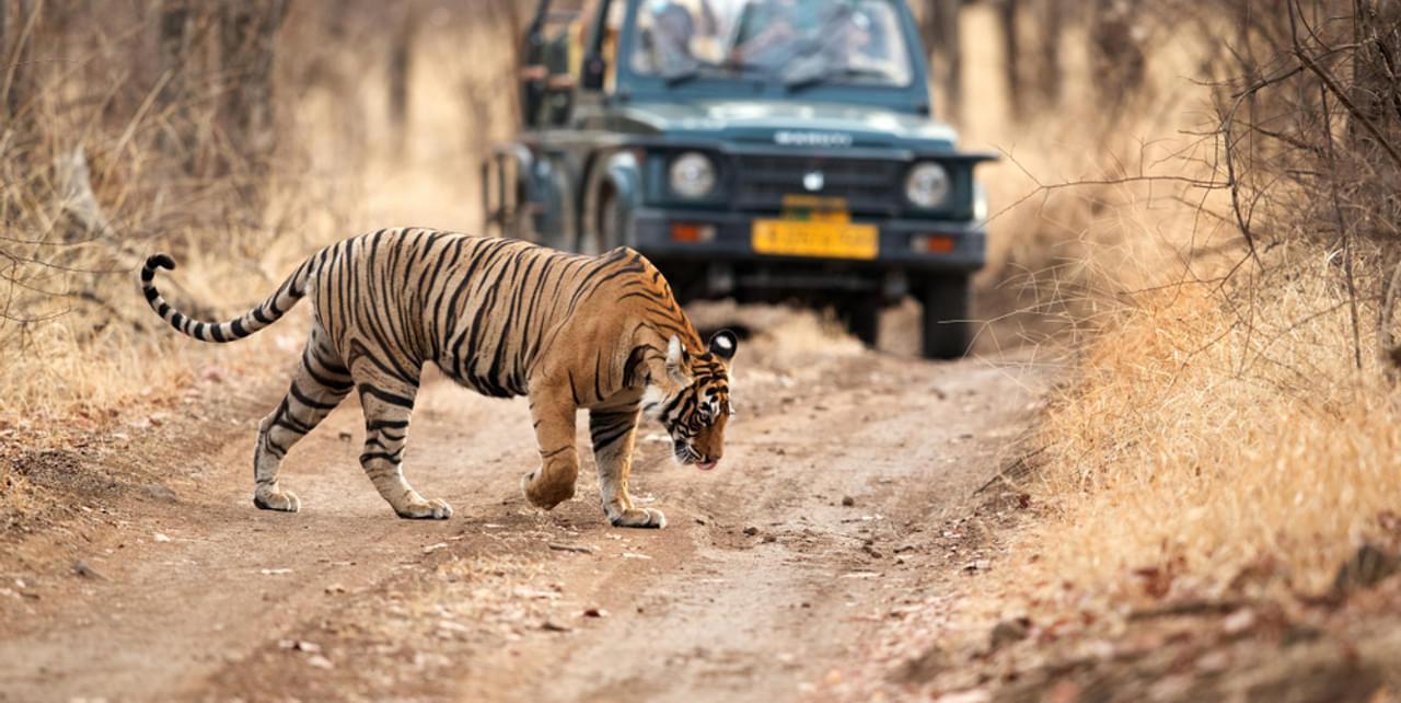 From Jaipur: Private Ranthambore Day Trip with Tiger Safari