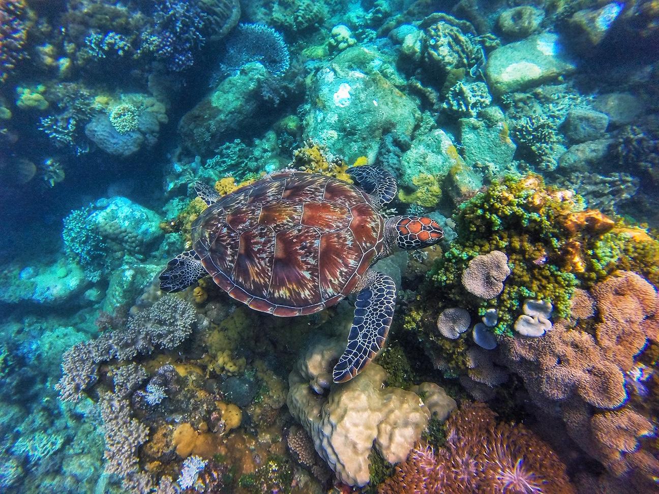 Apo Island Wonders: Snorkel with Sea Turtles in Dumaguete 2